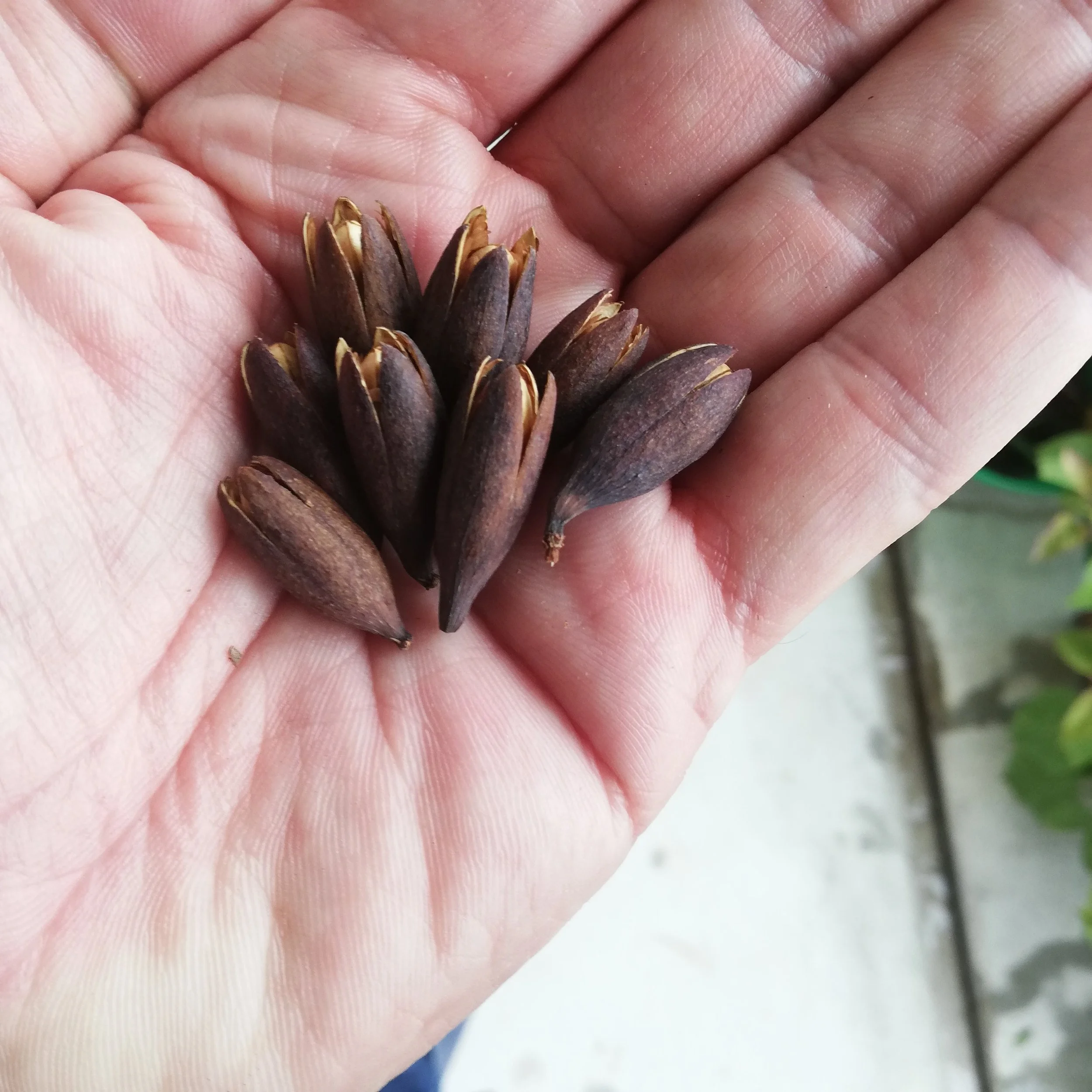 Toona sinensis Samen - 05.jpg