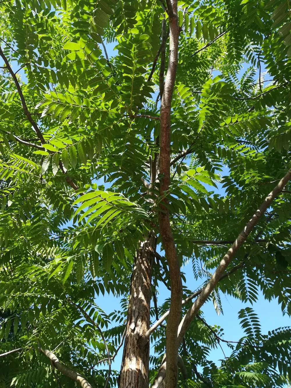 Herzhaftes vom Baum, der Gemüsebaum (Toona sinensis)