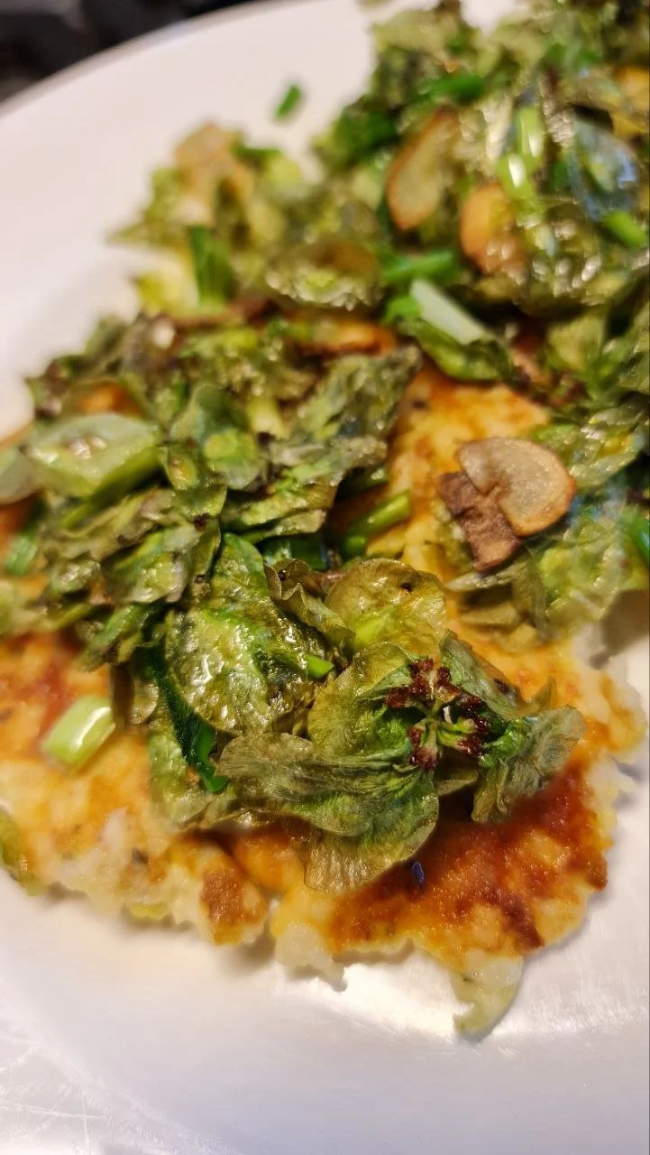 Ulmus glabra - 01.jpg