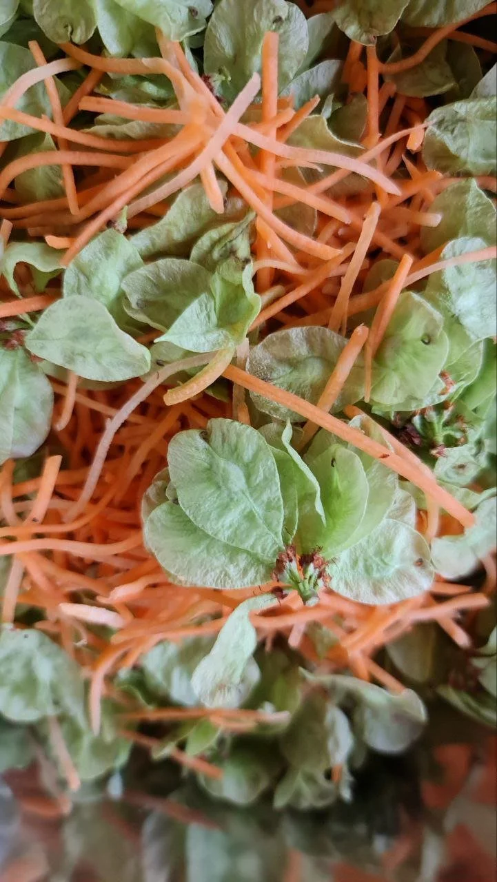 Ulmus glabra - 02.jpg