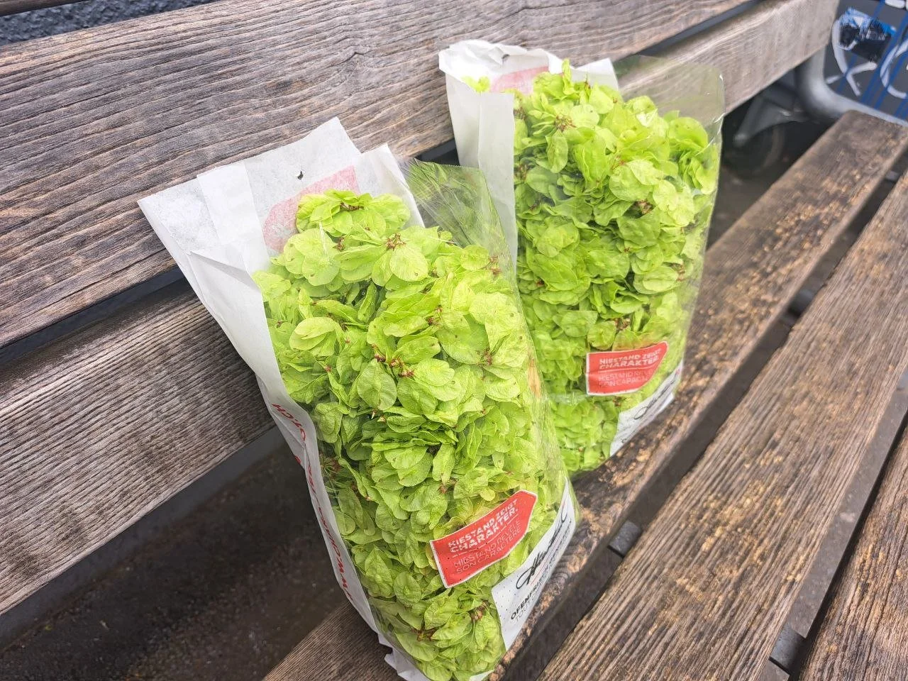 Ulmus glabra - 19.jpg