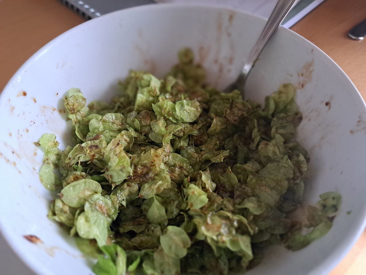 Ulmus glabra - 20.jpg