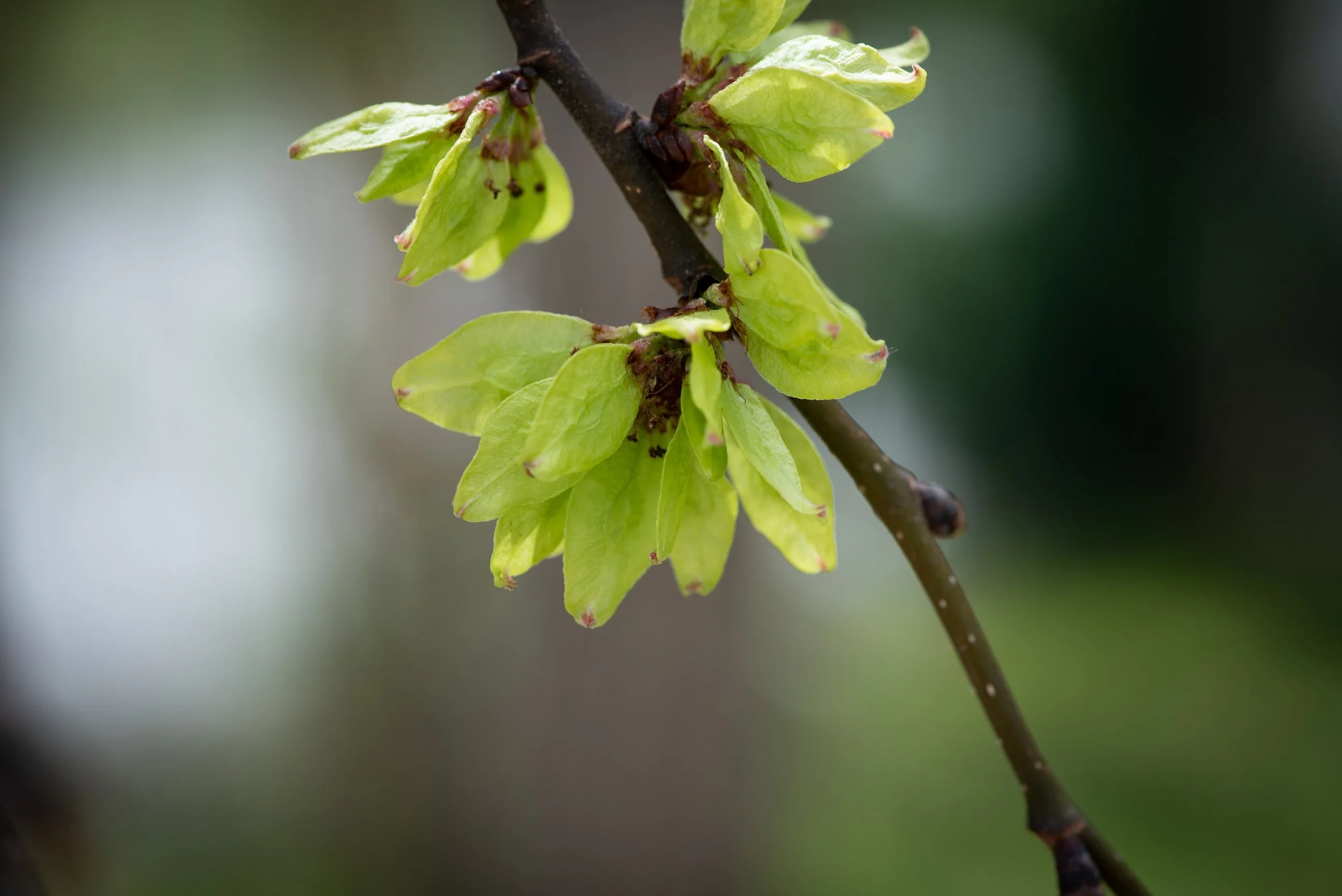 Ulmus glabra - 21.jpg