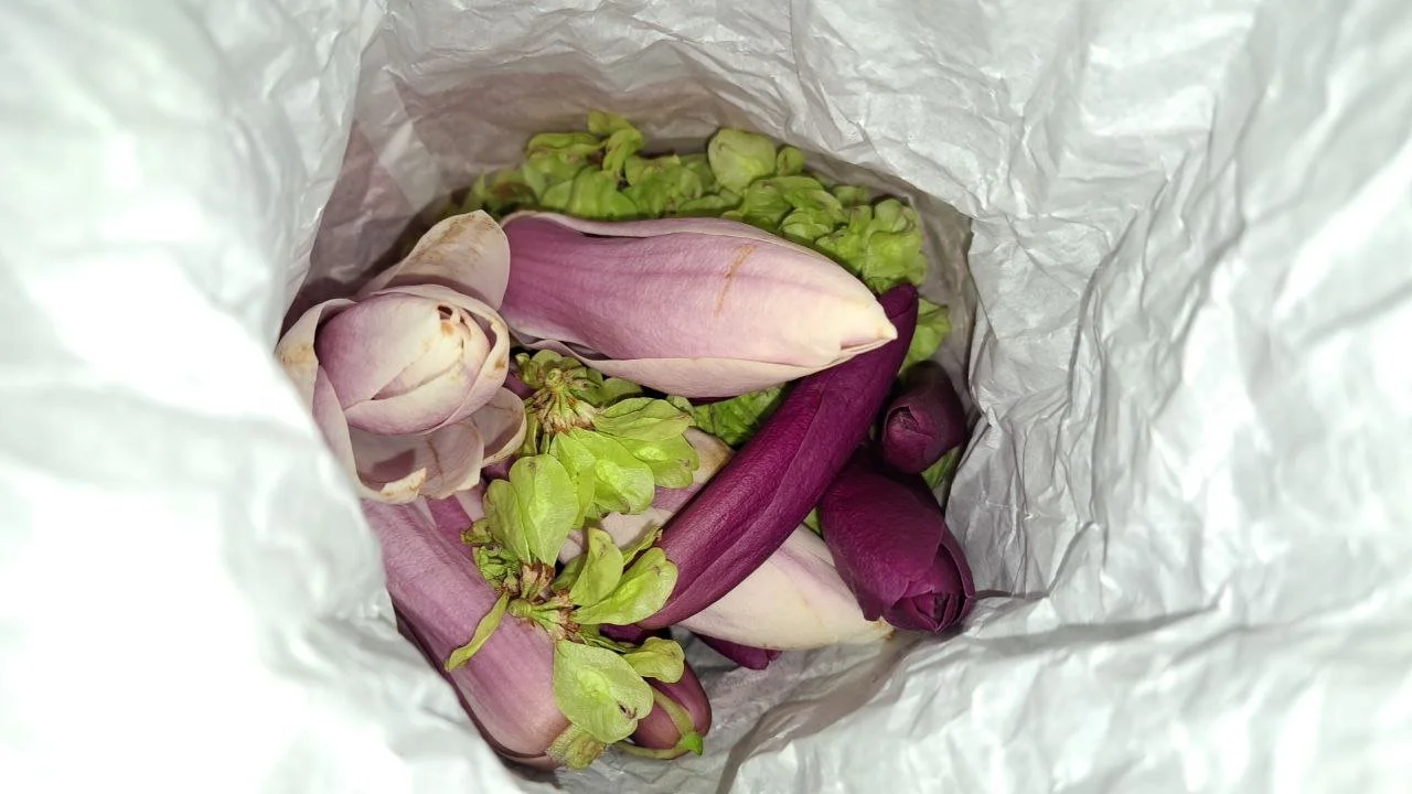 Ulmus spec & Magnolia spec - 01.jpg