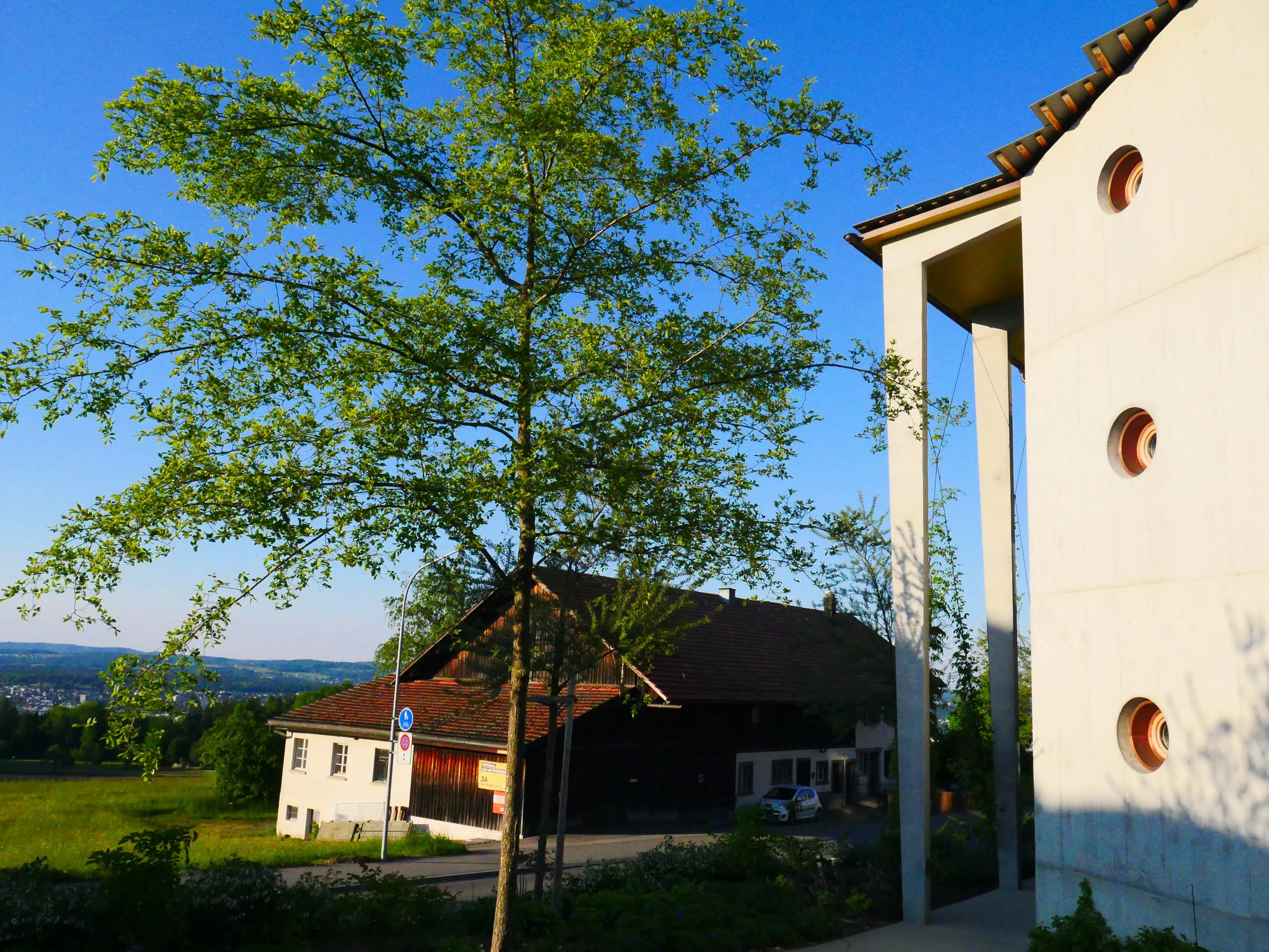 Ulmus x resista Rebella (parviflora x americana) - 08.jpg