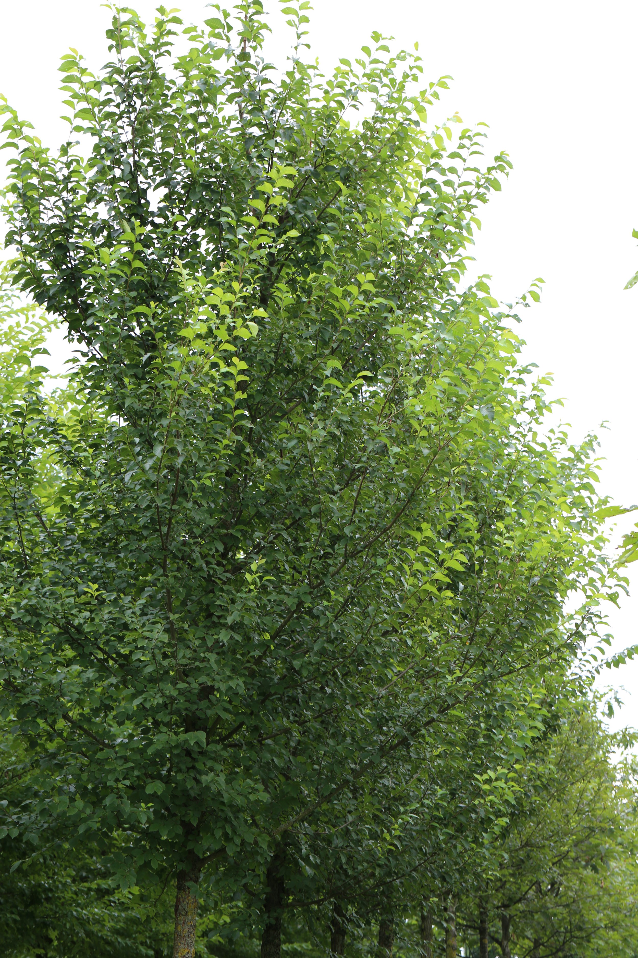 Ulmus x restista Rebona (japonica x pumila) - 01.jpg