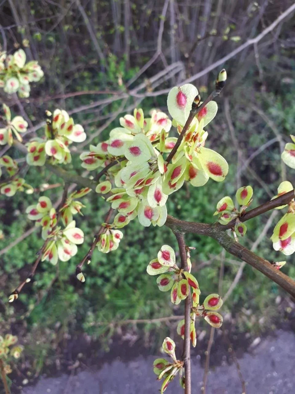 Ulmus minor - 01.jpg