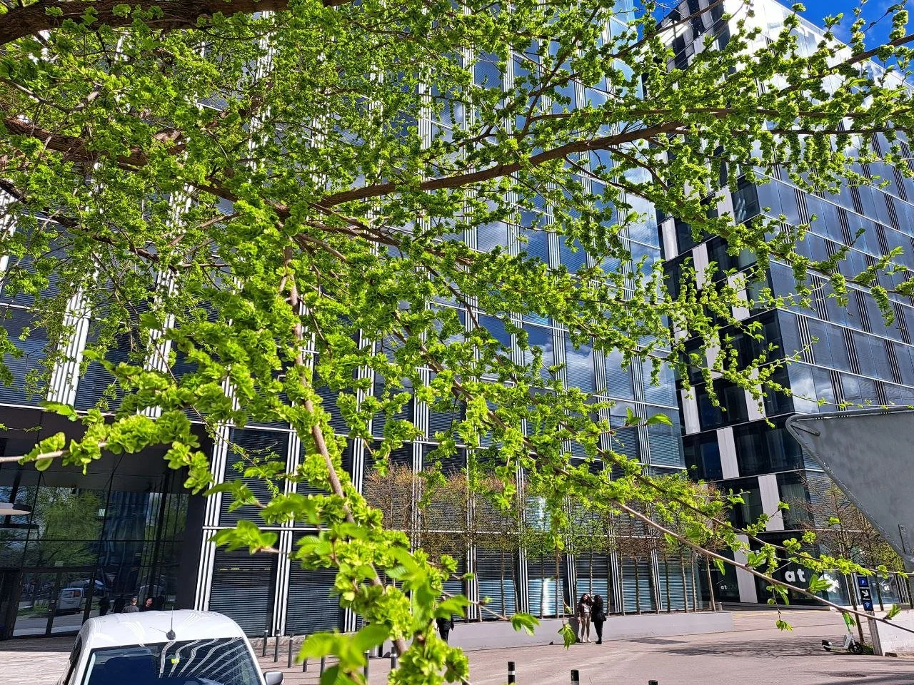 Ulmen (Ulmus) als einheimisches Fruchtgemüse im Frühjahr