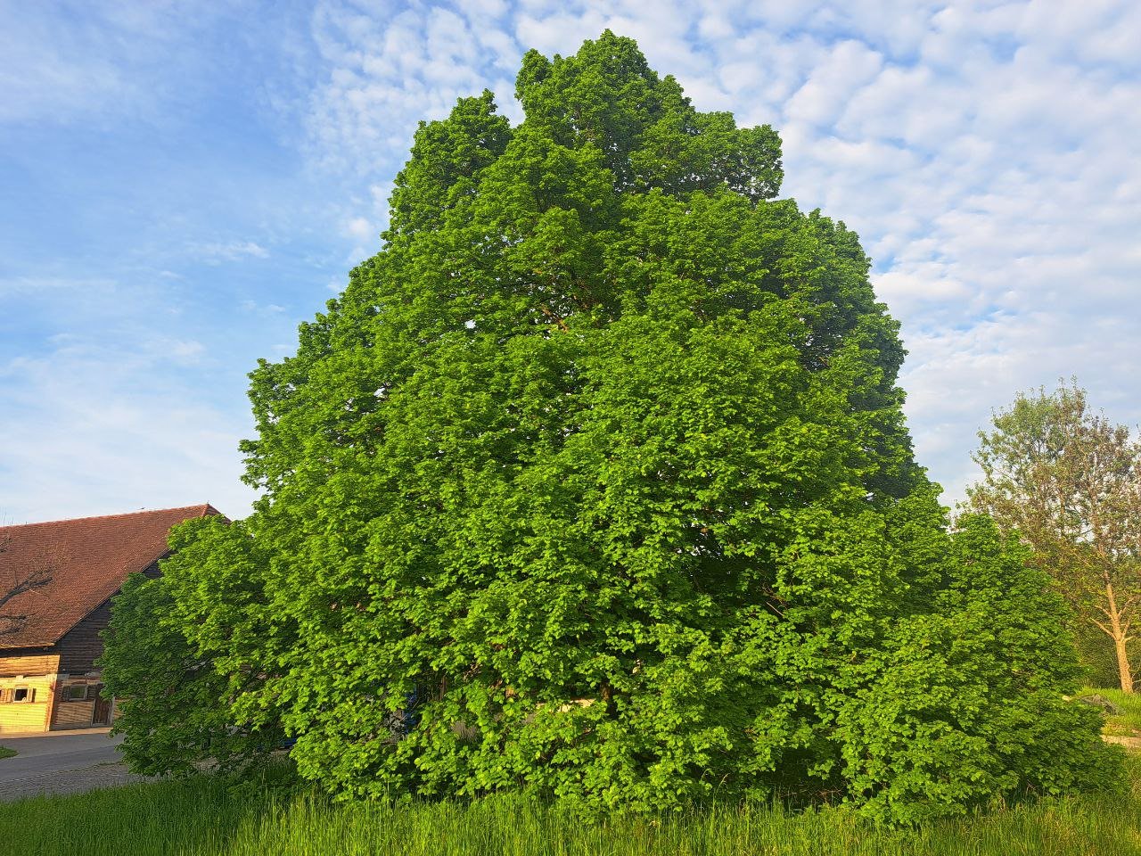 Tilia cordata - 13.jpg