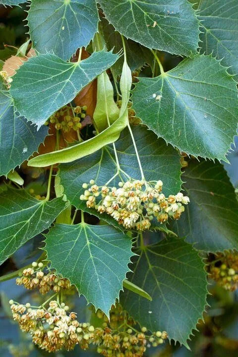 Tilia henrii - 01.jpg