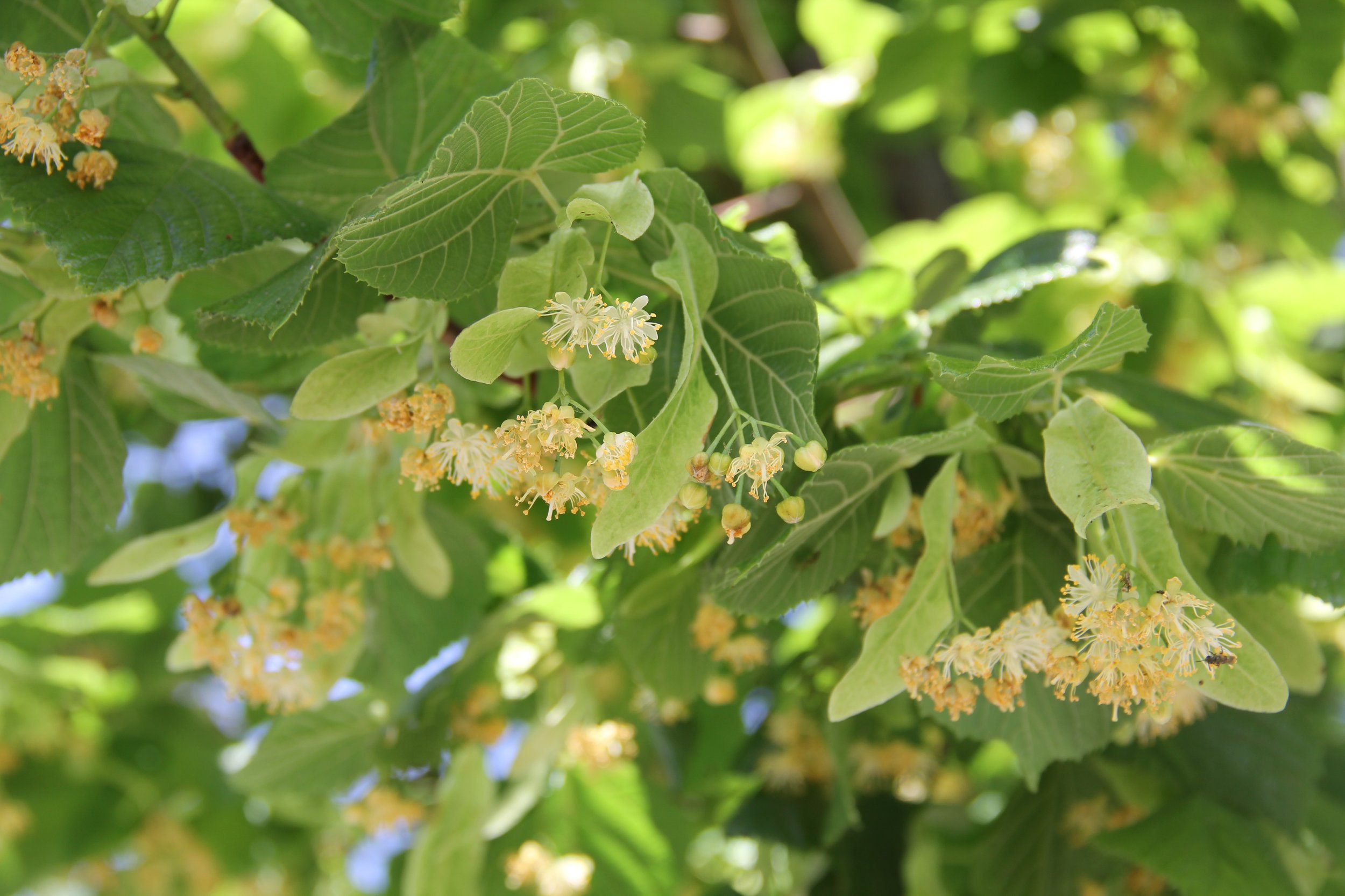 Tilia platyphyllos - 01.jpg