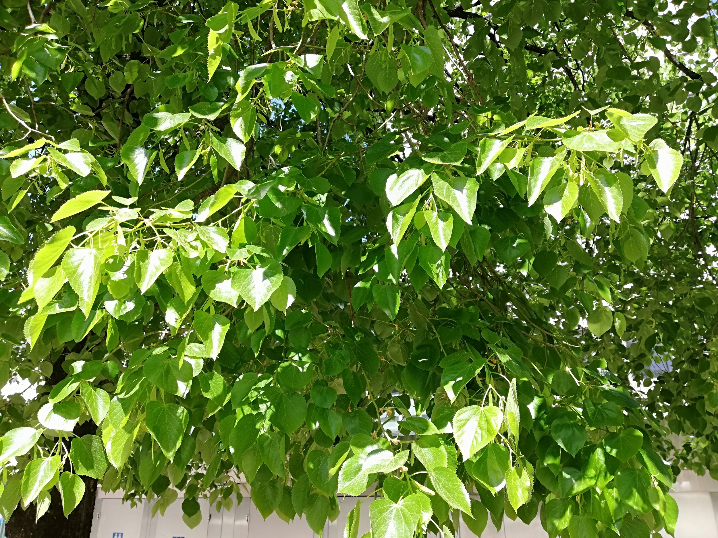 Tilia x europaea Euchlora - 01.jpg