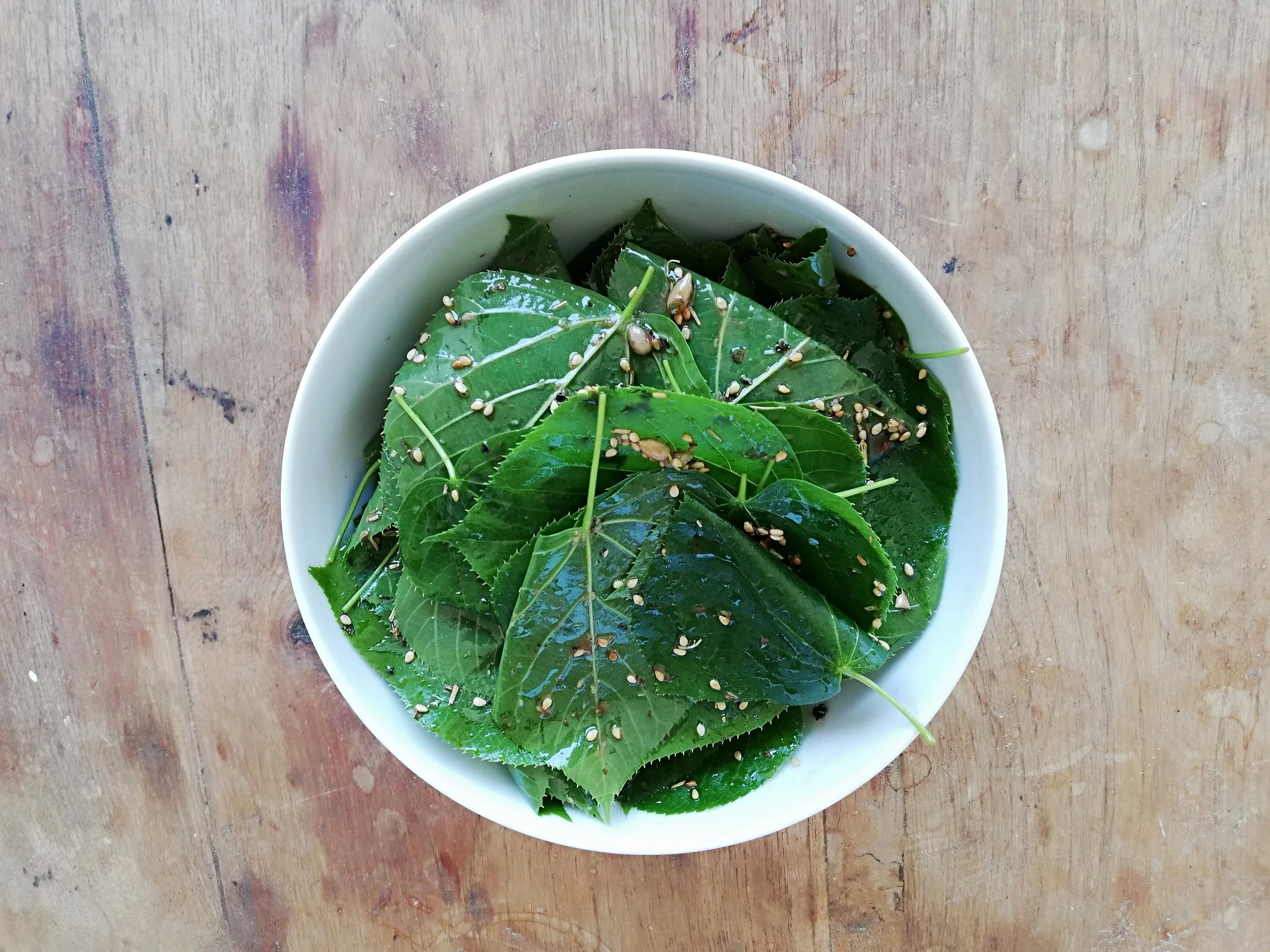 Tilia x europaea Euchlora - 11.jpg