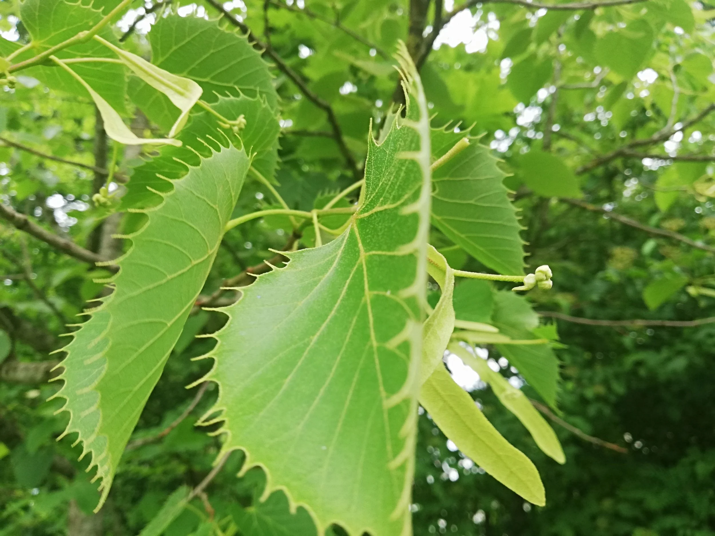 Linden (Tilia) als einheimisches und vielseitig verwendbares Lebensmittel