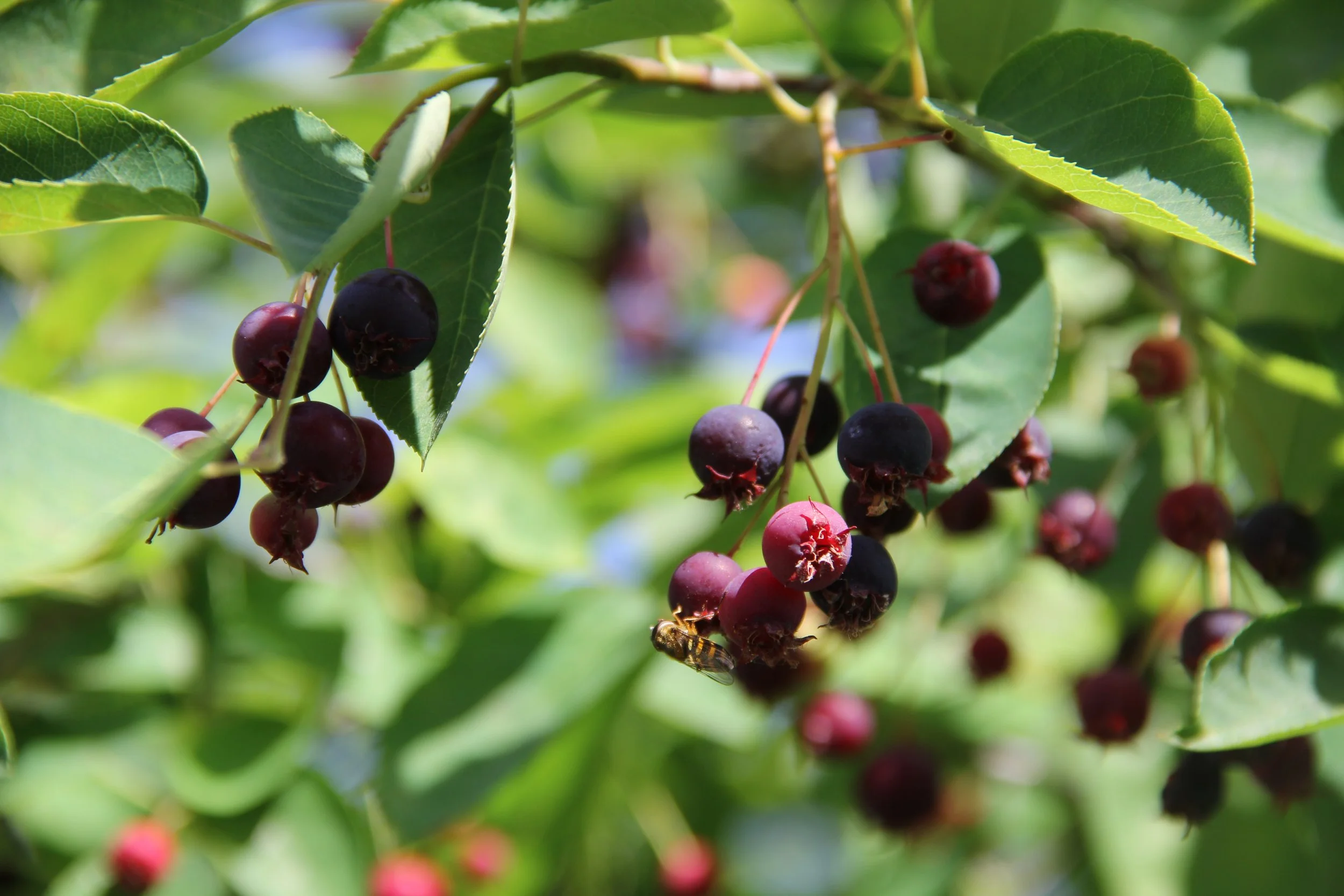 Felsenbirnen (Amelanchier) – Unterschätztes (Wild-)beerenobst, dessen Strauch häufig “nur” als Zierstrauch eingesetzt wird.
