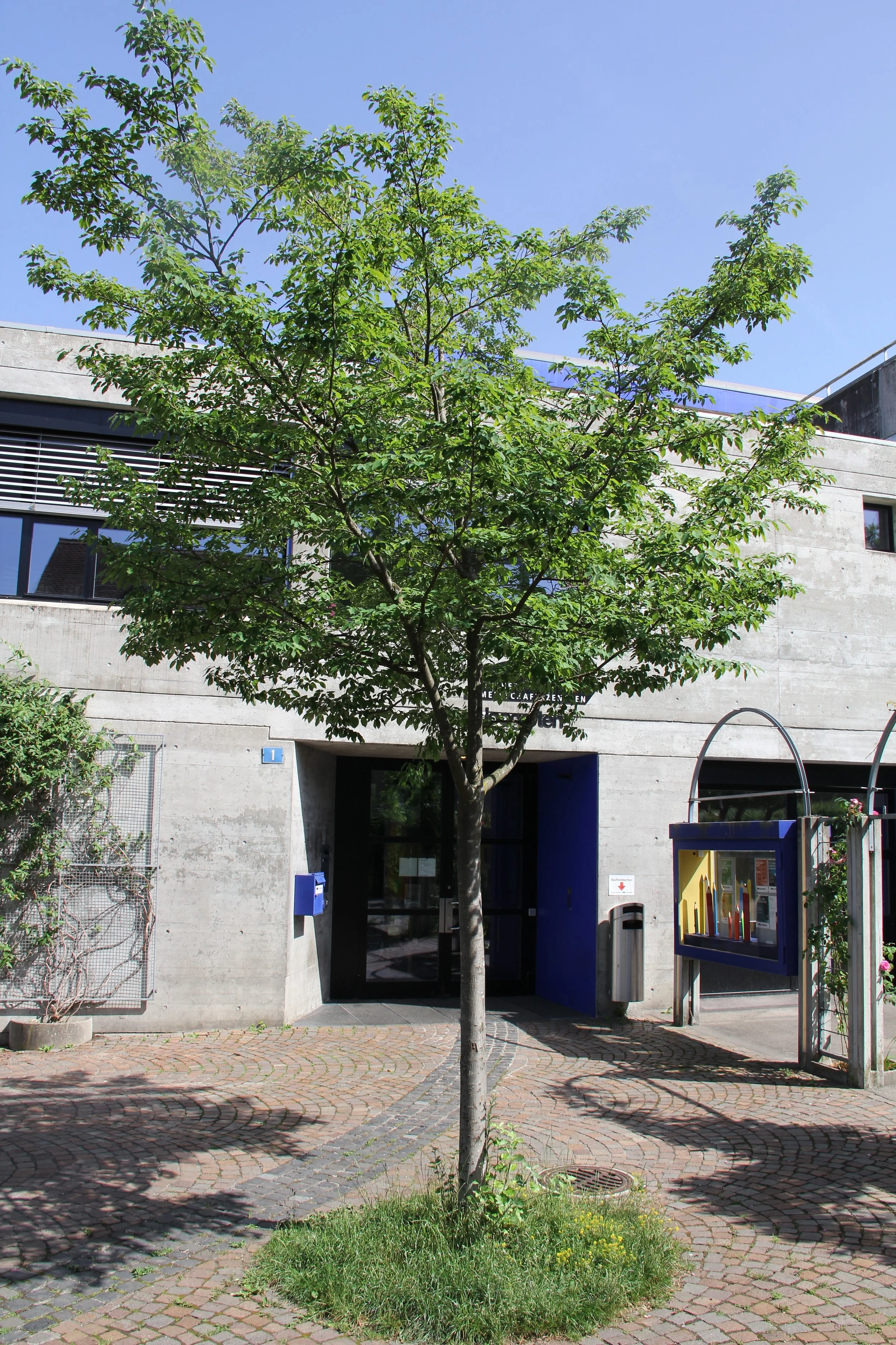 Amelanchier arborea Robin Hill - 07.jpg