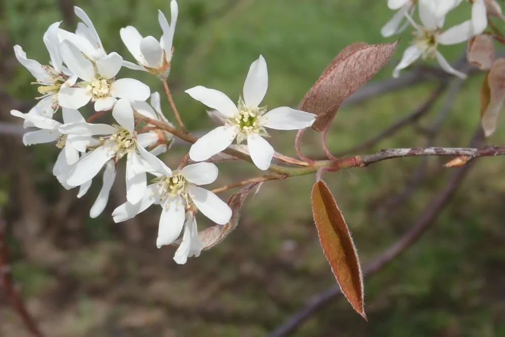 Amelanchier lamarckii - 28.jpg