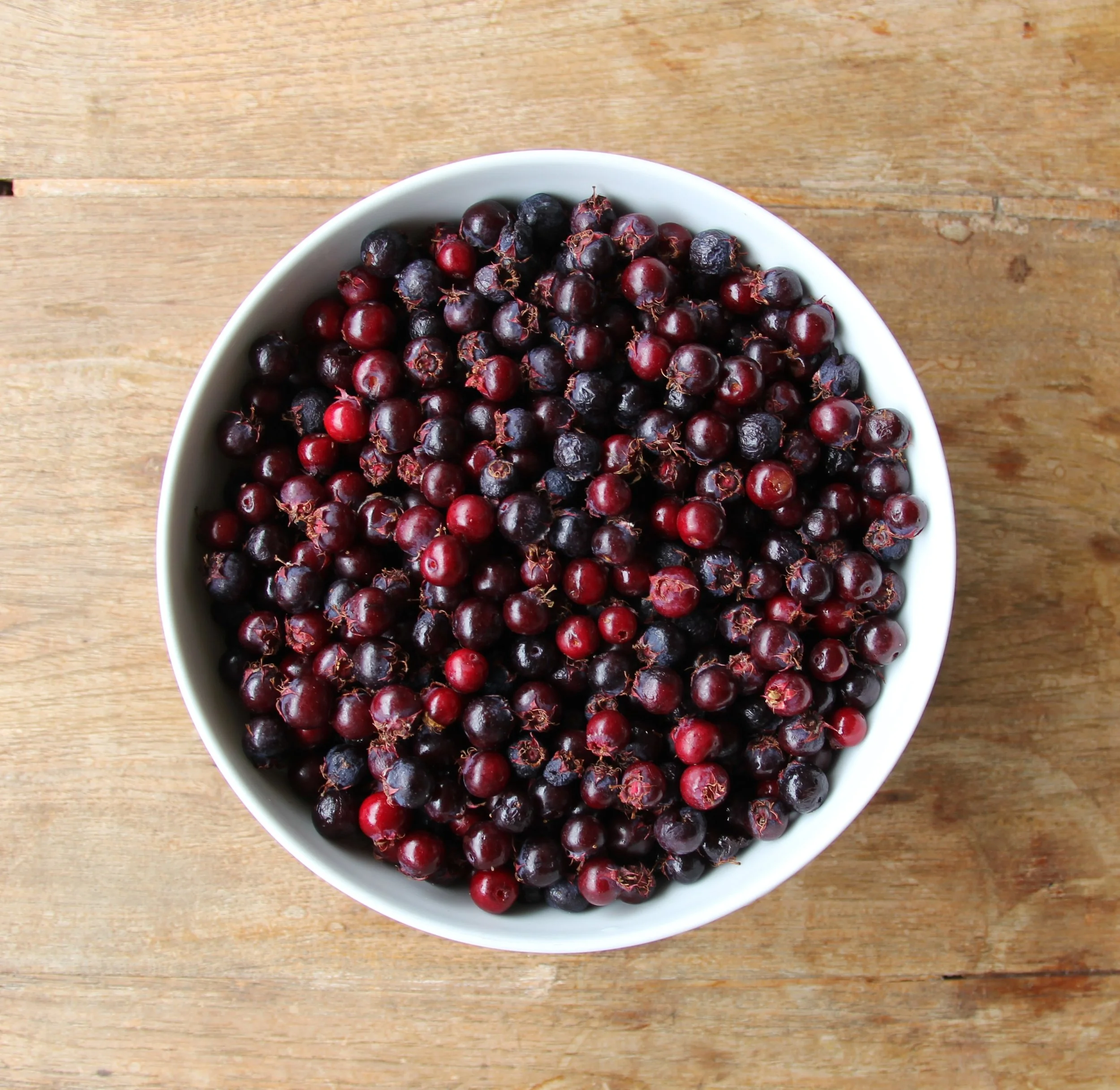 Amelanchier lamarckii - 27.jpg