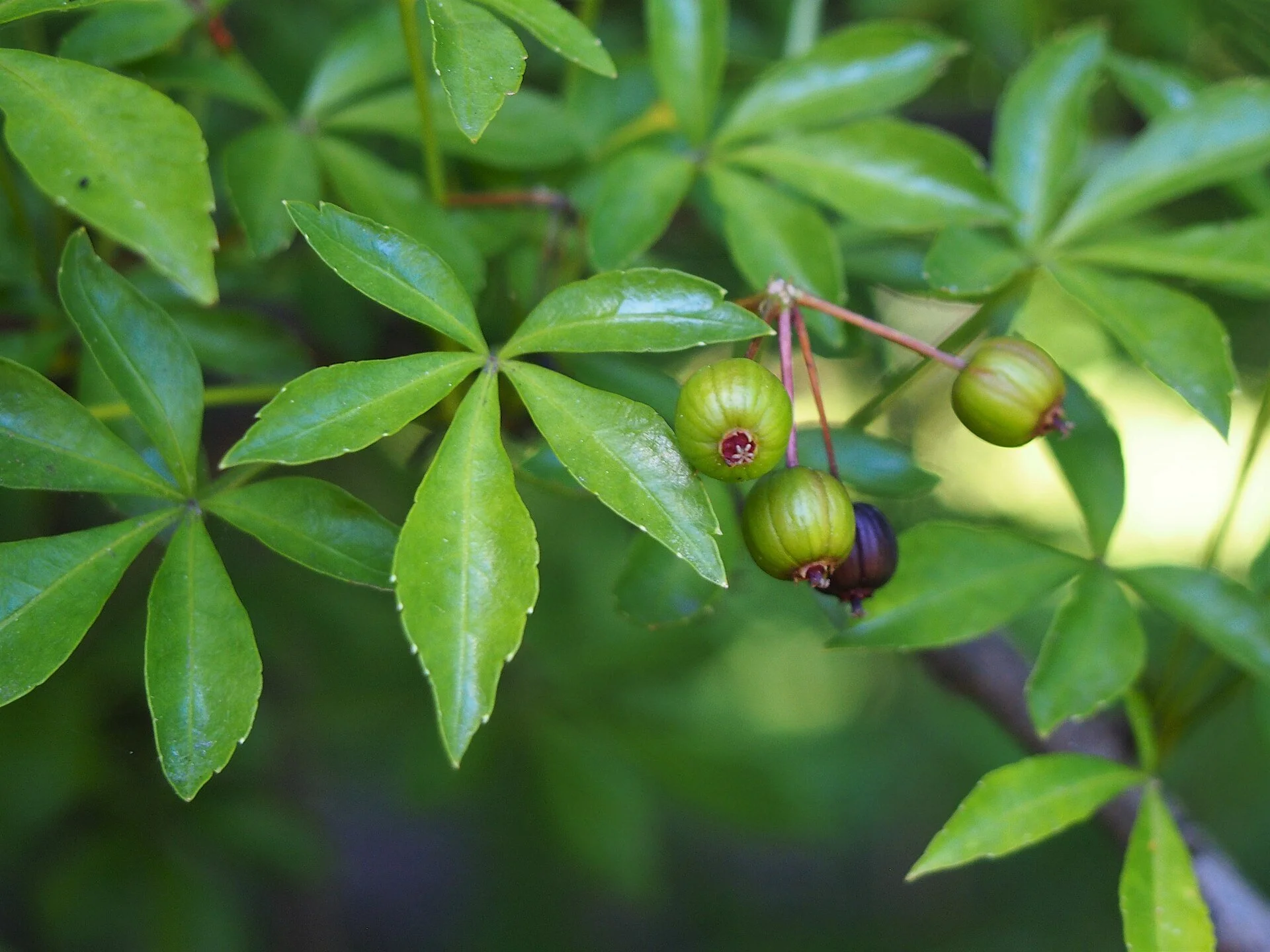 Die Fingeraralie (Eleutherococcus sieboldianus): Ein vergessener Schatz für Garten und Küche