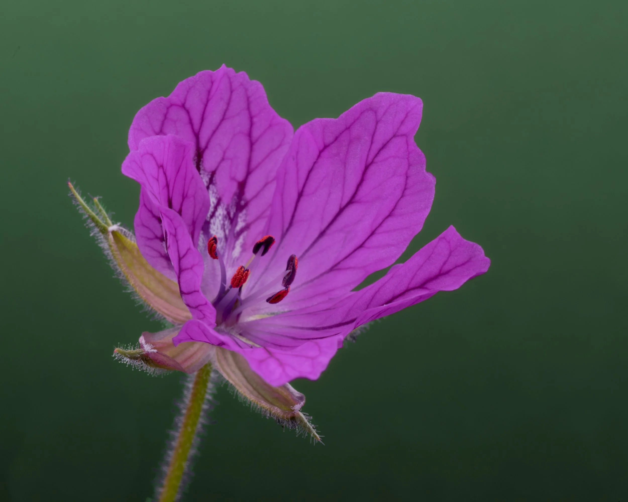 Website- geranium-1071.jpg