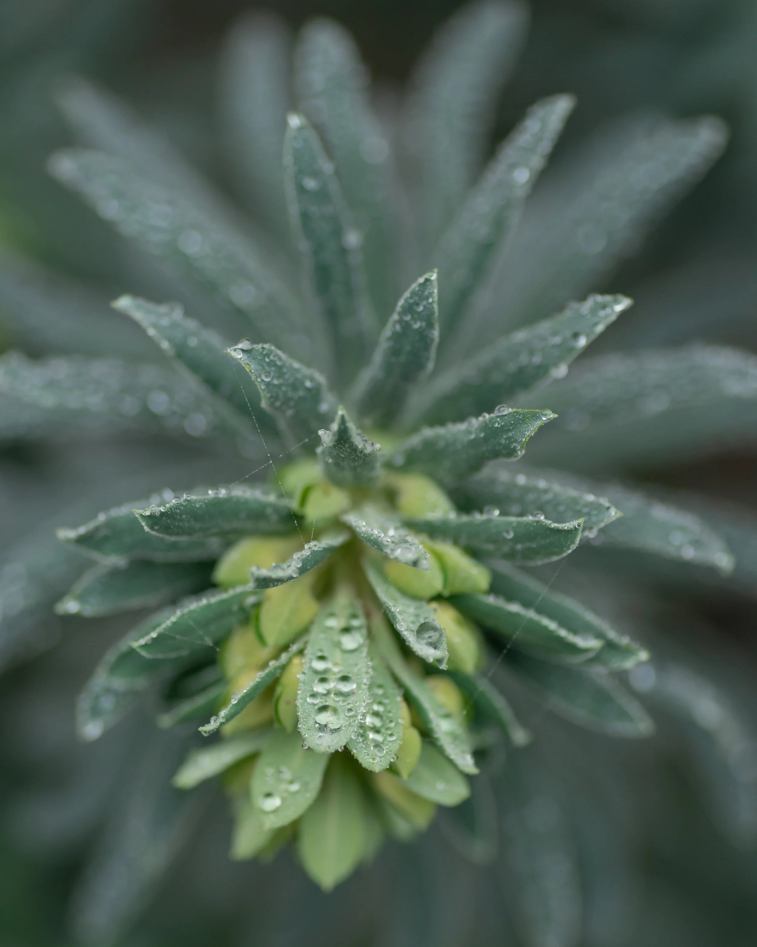 Why Garden Photography?