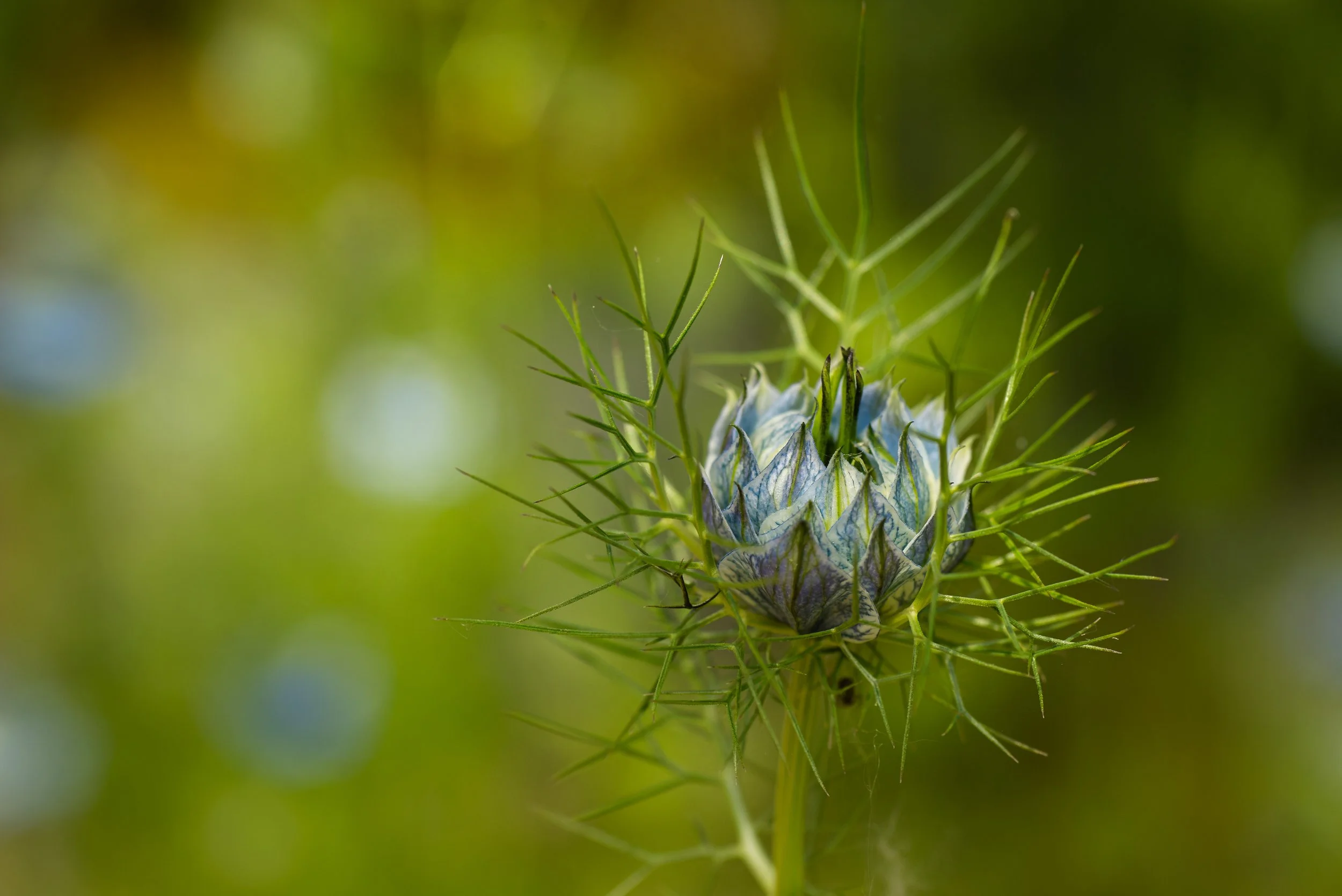 Plant Portraits