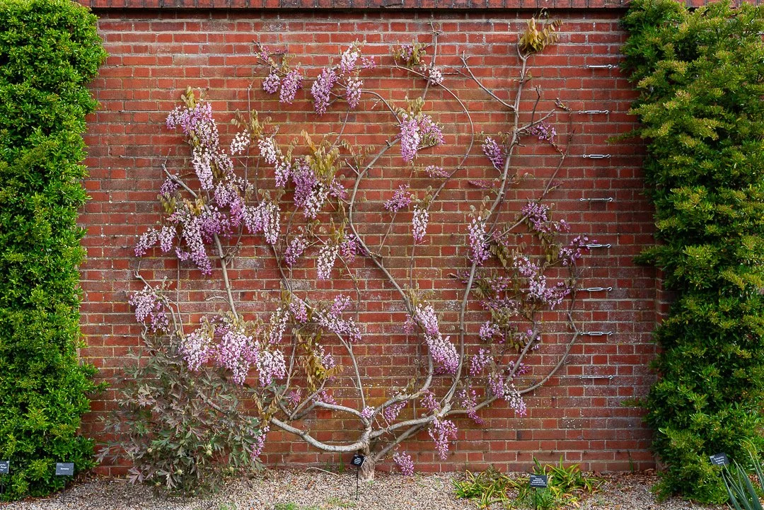 What’s going on at RHS Wisley?