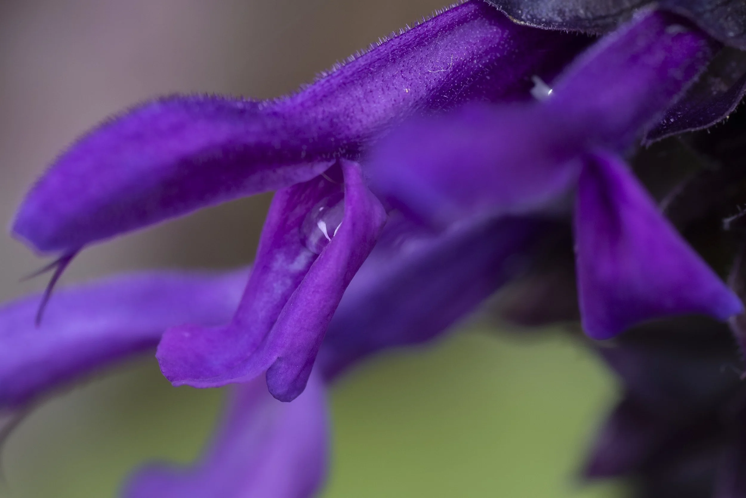 Plant Portraits