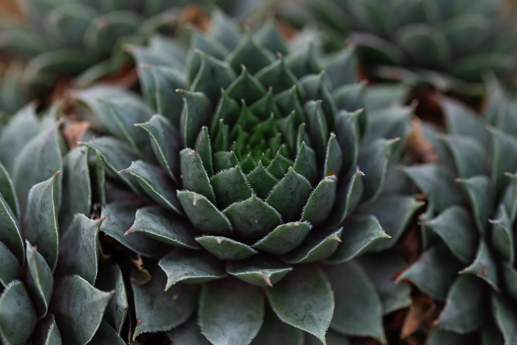Plants & Flowers