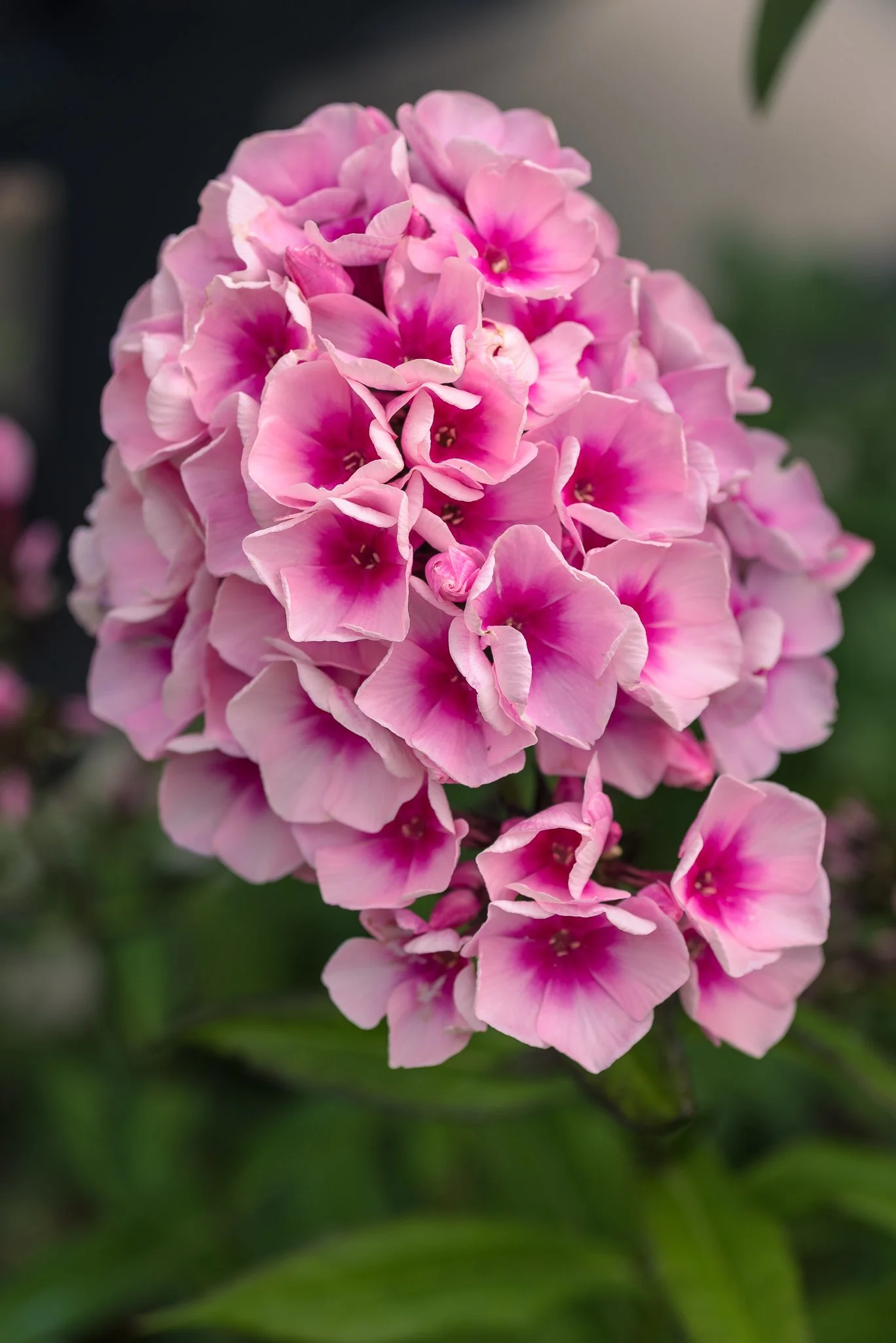 Plants-1.jpg