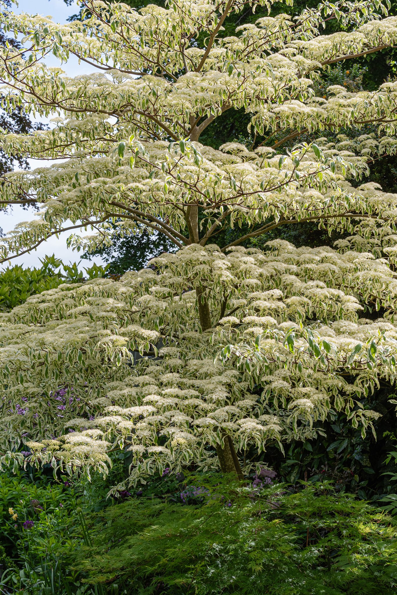 Plants-38.jpg