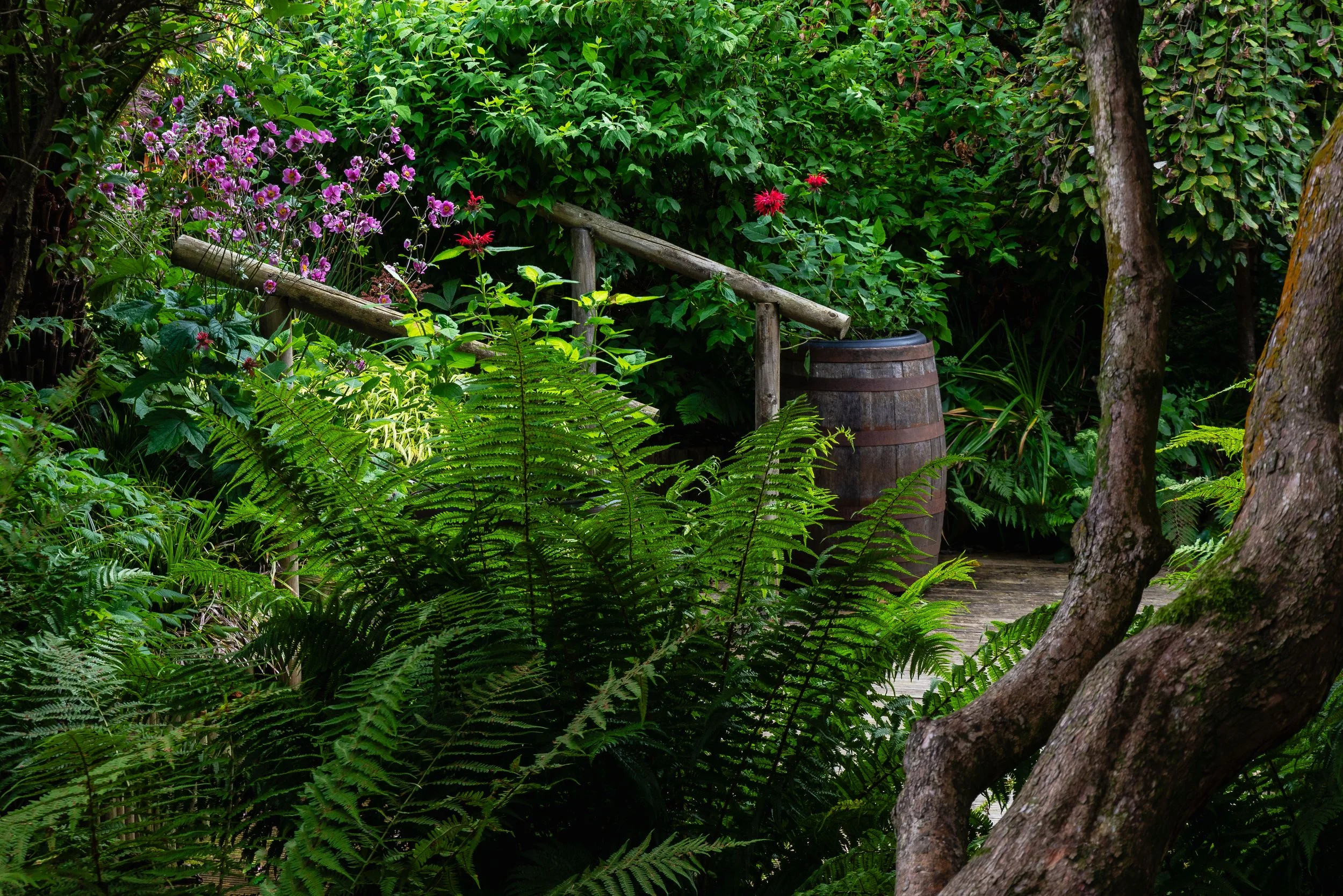 A view of a shallow steps and a wooden barrel through lush green fern foliage.