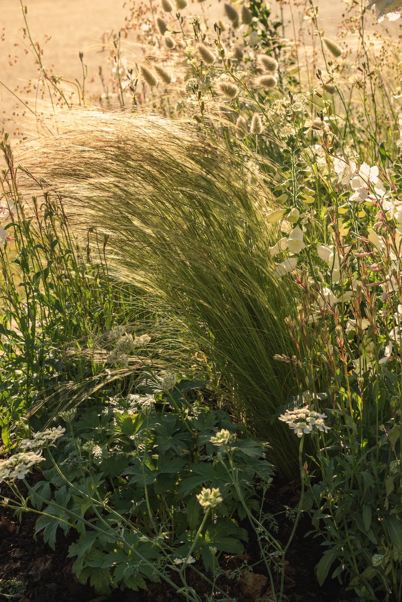 Plants-6.jpg