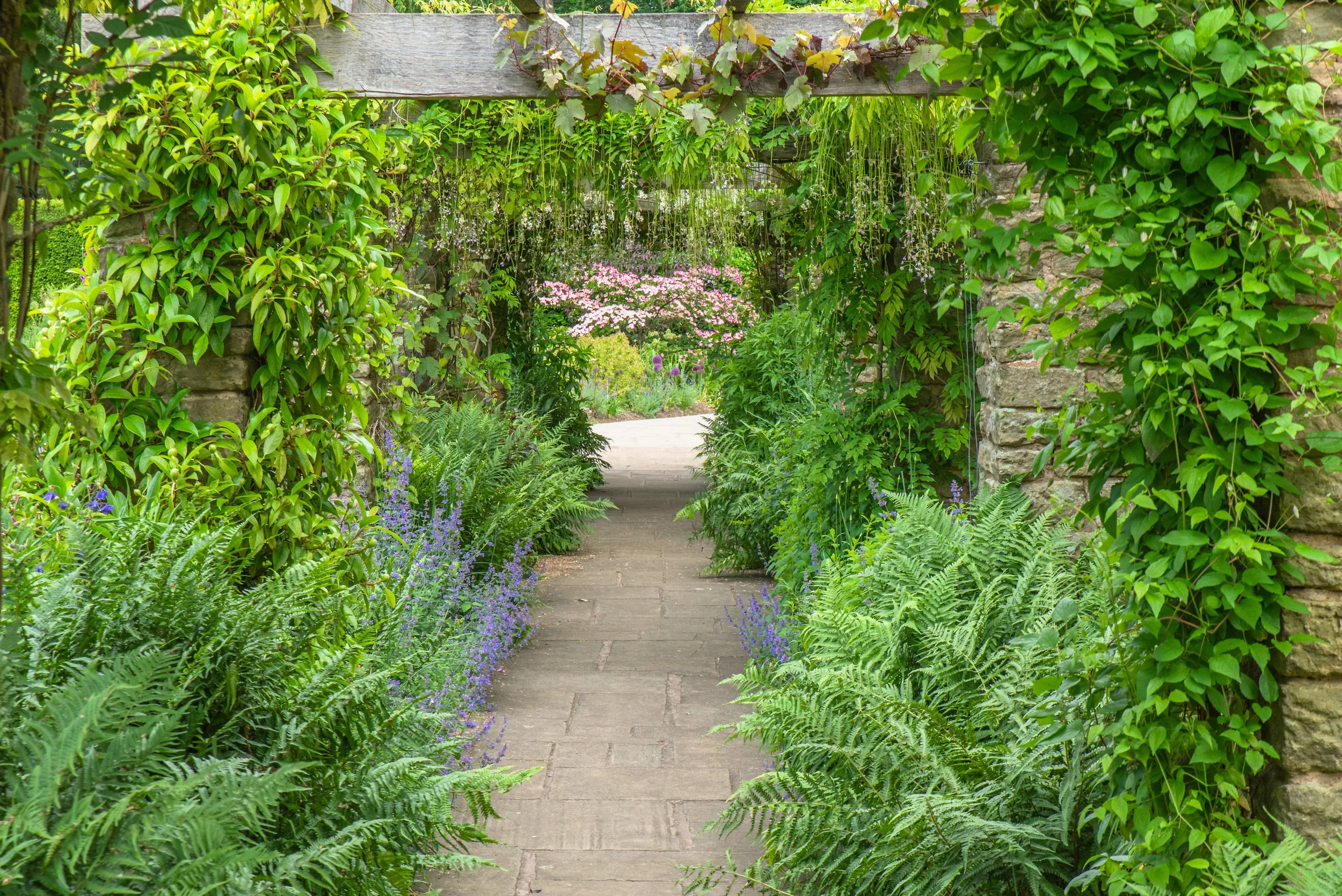winterbourne pergola with salvia and ferns