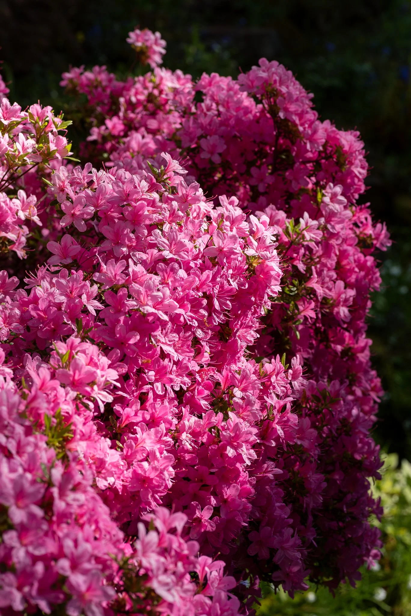 Plants-23.jpg