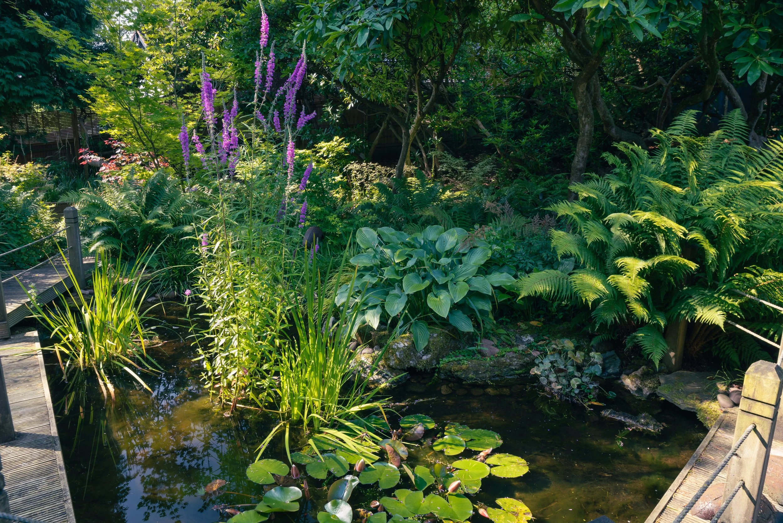 A pool surrounded by decking, hosts and ferns in a Private NGS Open Garden