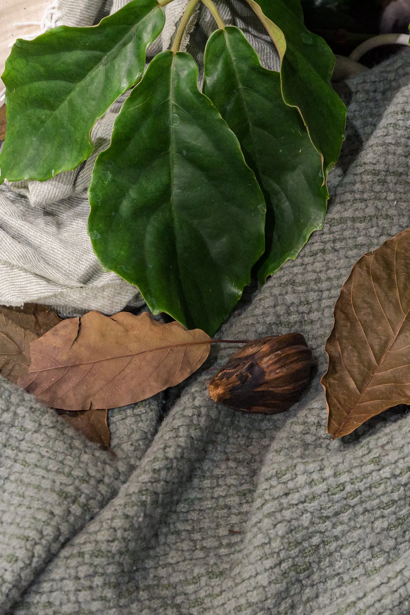 Plants-14.jpg