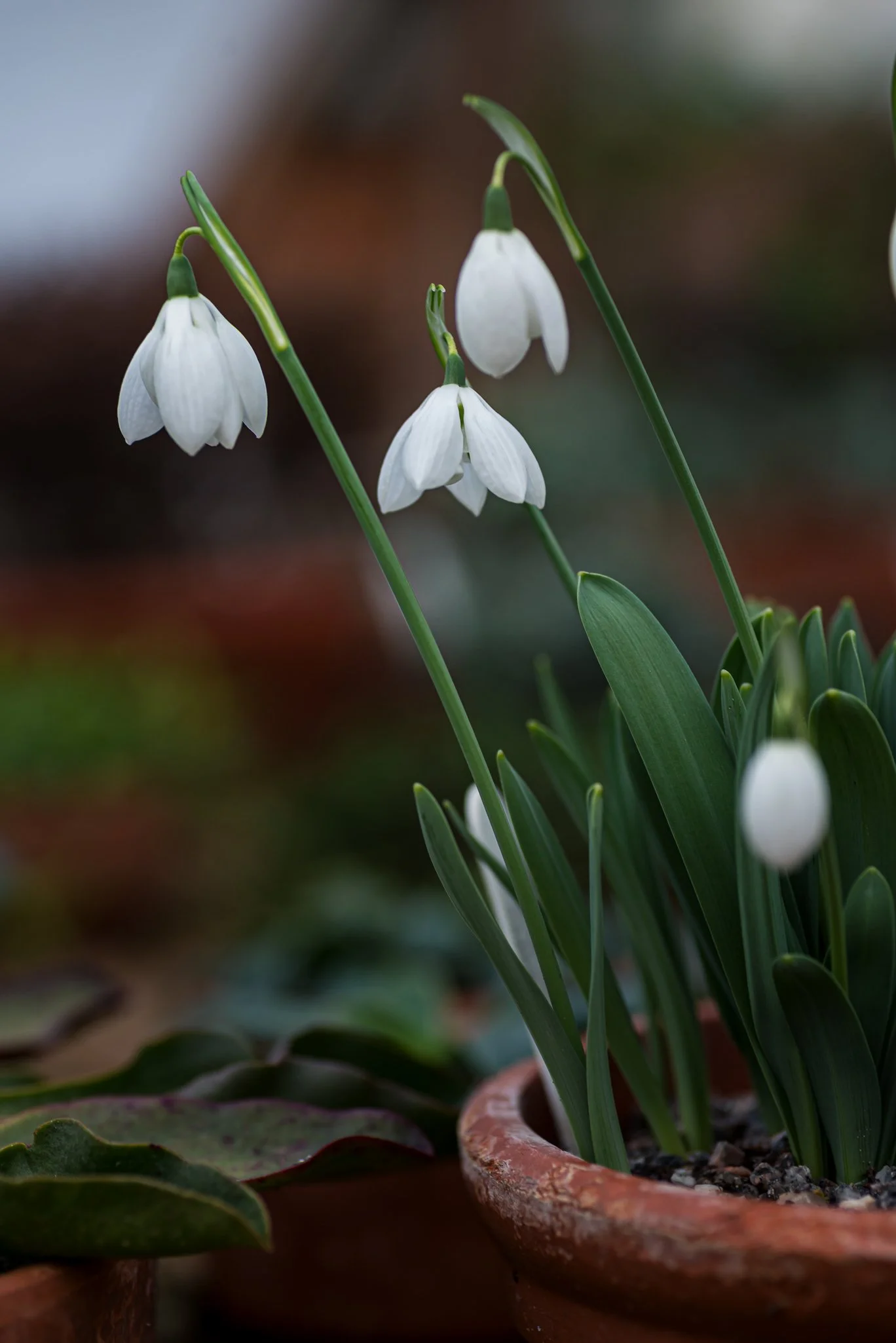 Plants-31.jpg