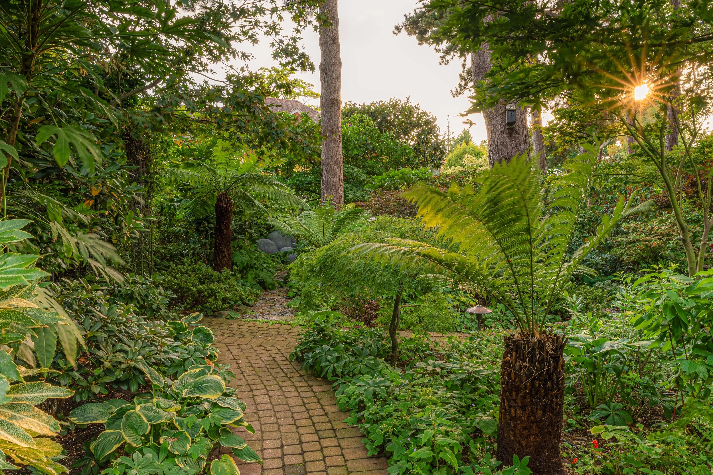woodland garden at sunset with ferns and hostess