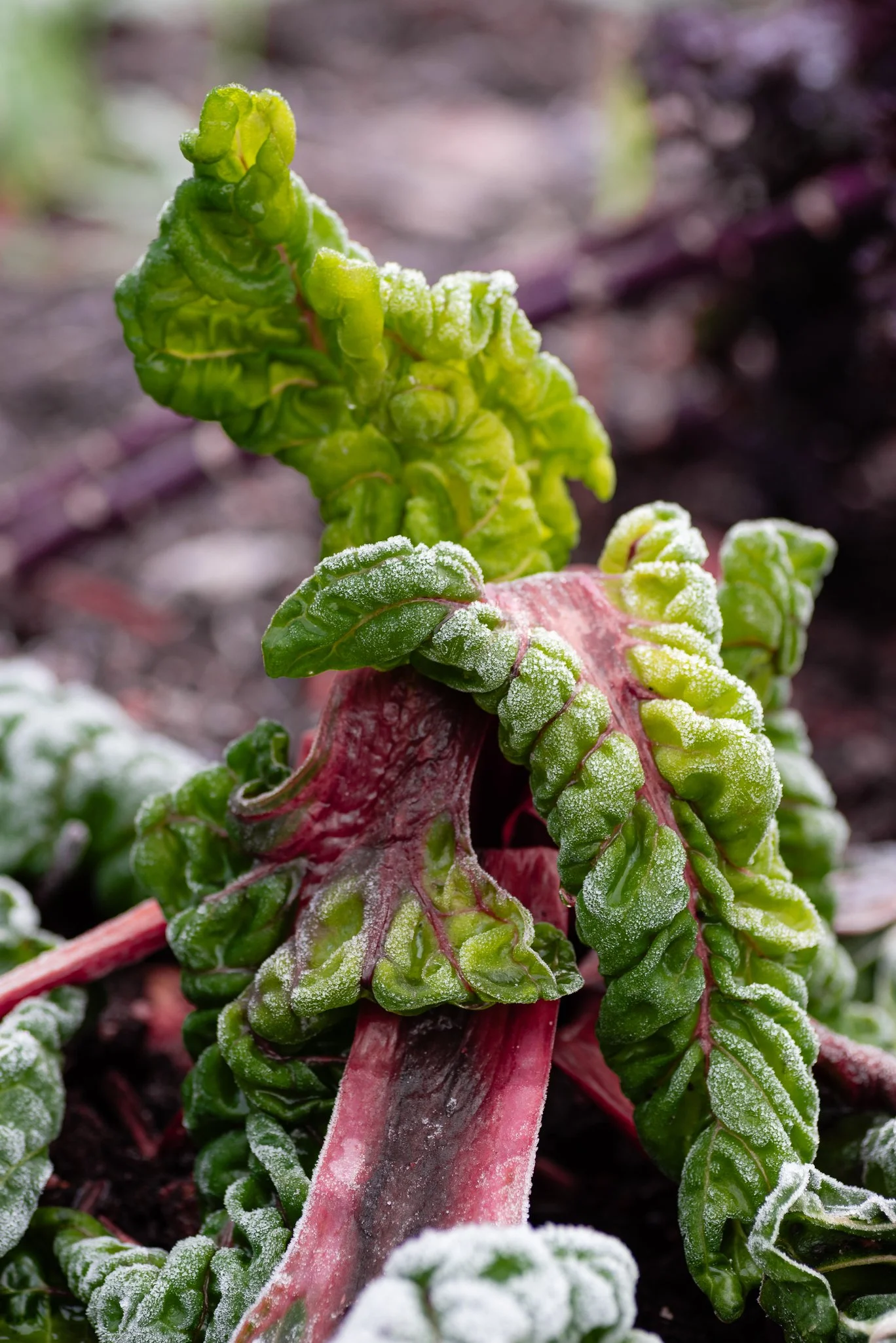 Plants-26.jpg