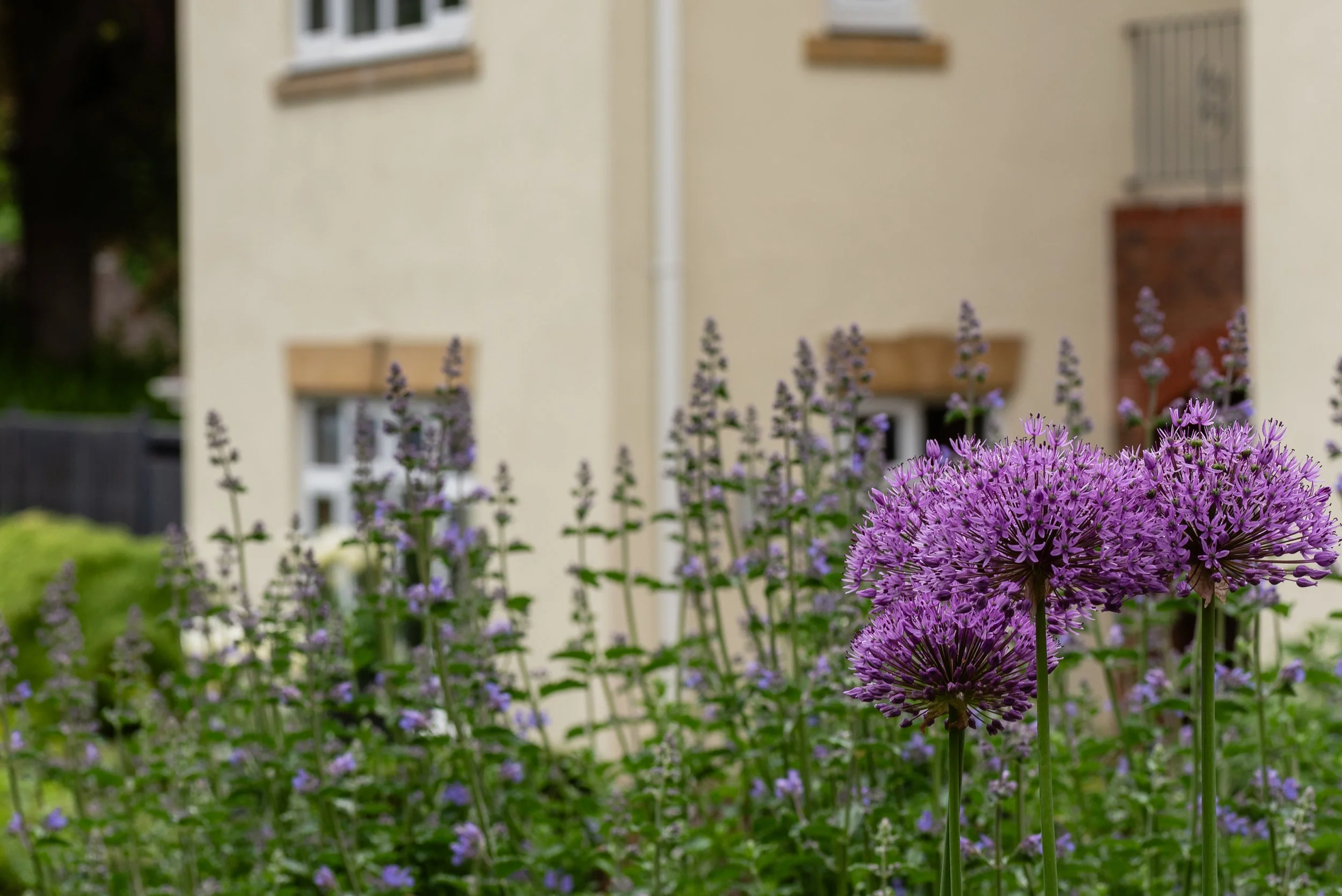 Close up of purple Alium flowers with a cream coloured house in the background.