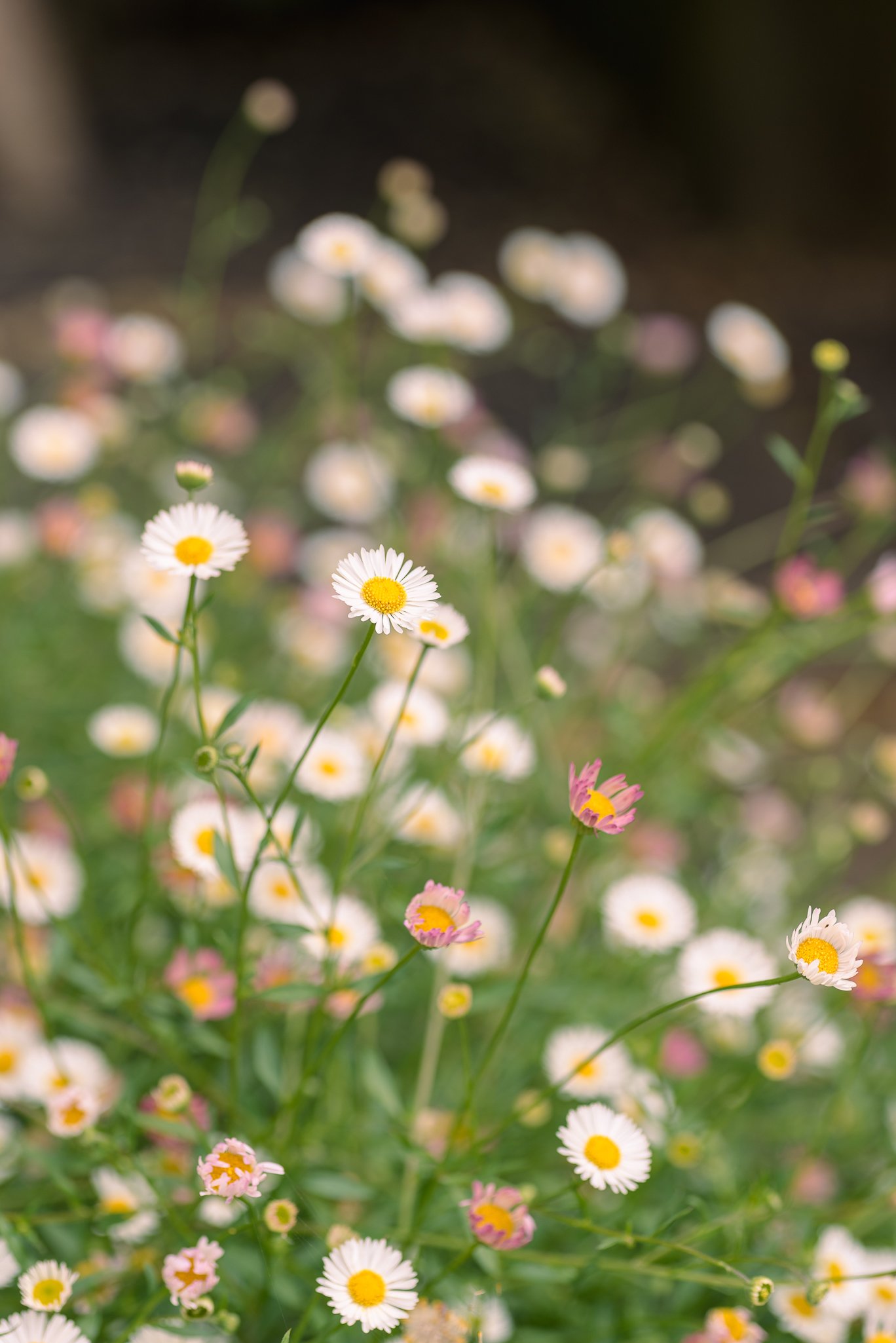 Plants-5.jpg