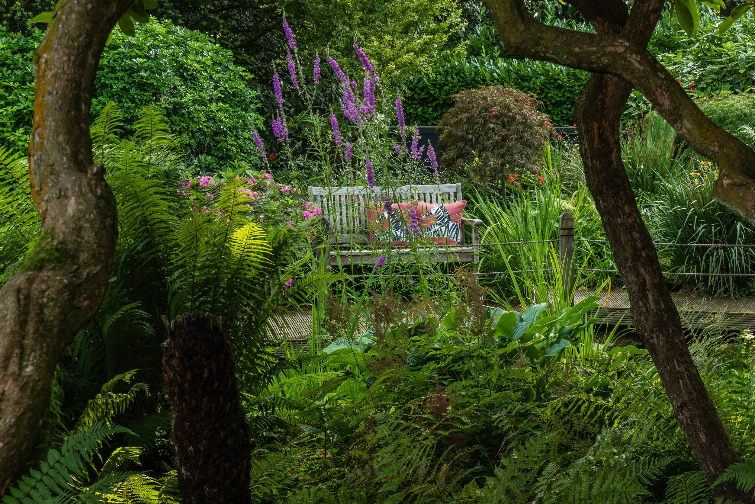 view of a bench through mature rhododendron stems