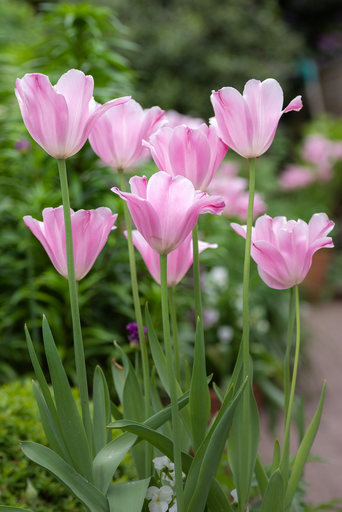 Plants-39.jpg