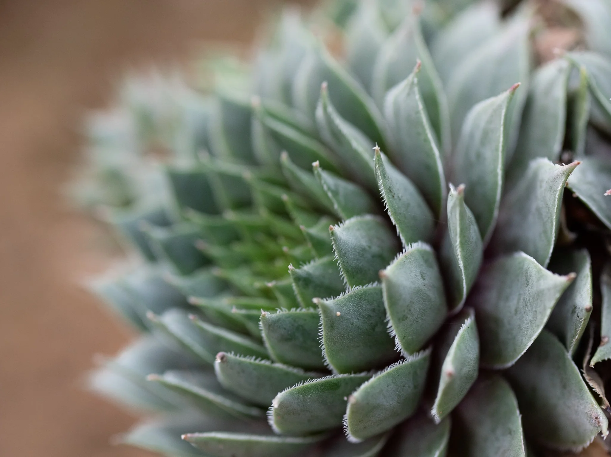 Plants-28.jpg