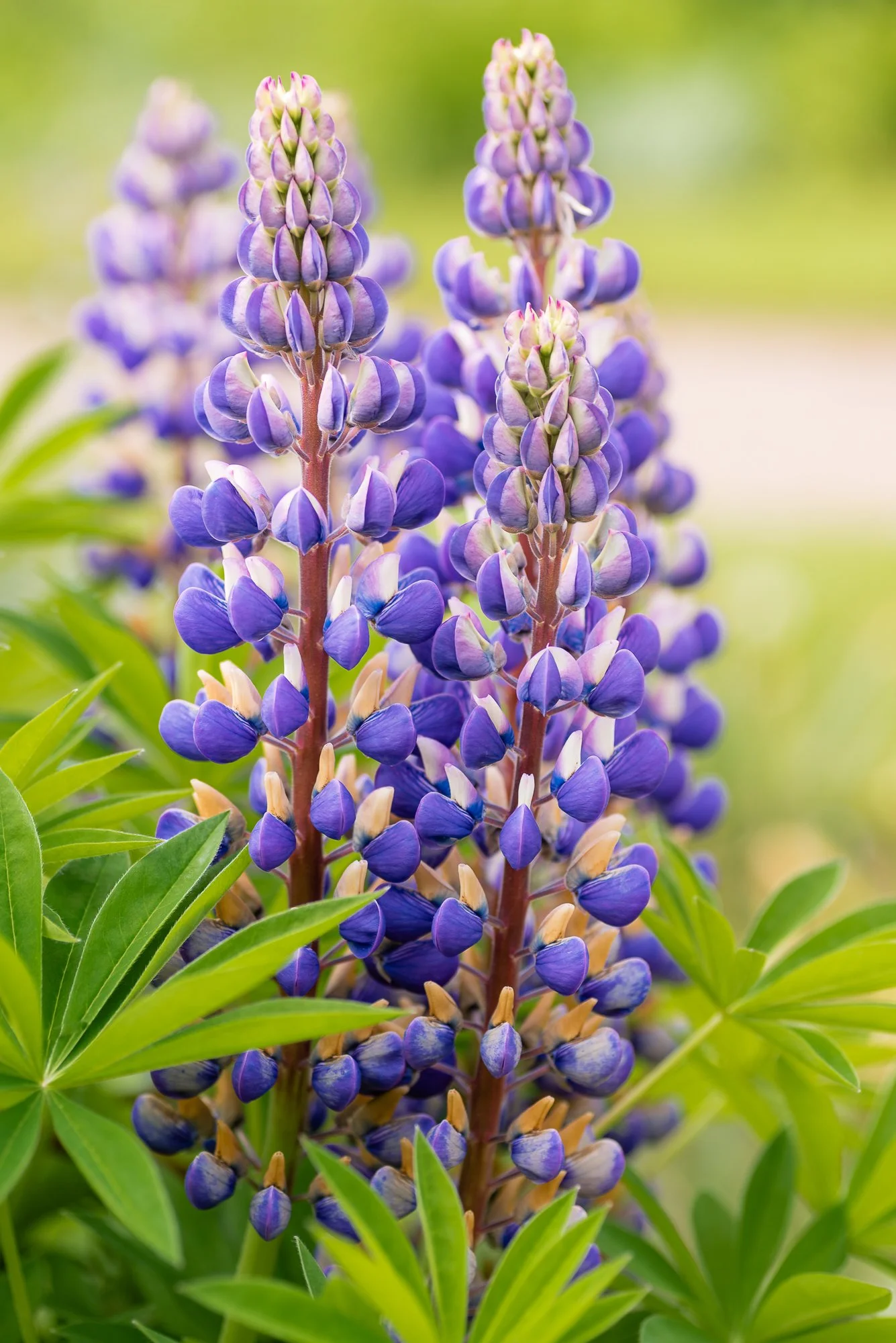 Close-up of purple lupin flowers with green leaves in the background.