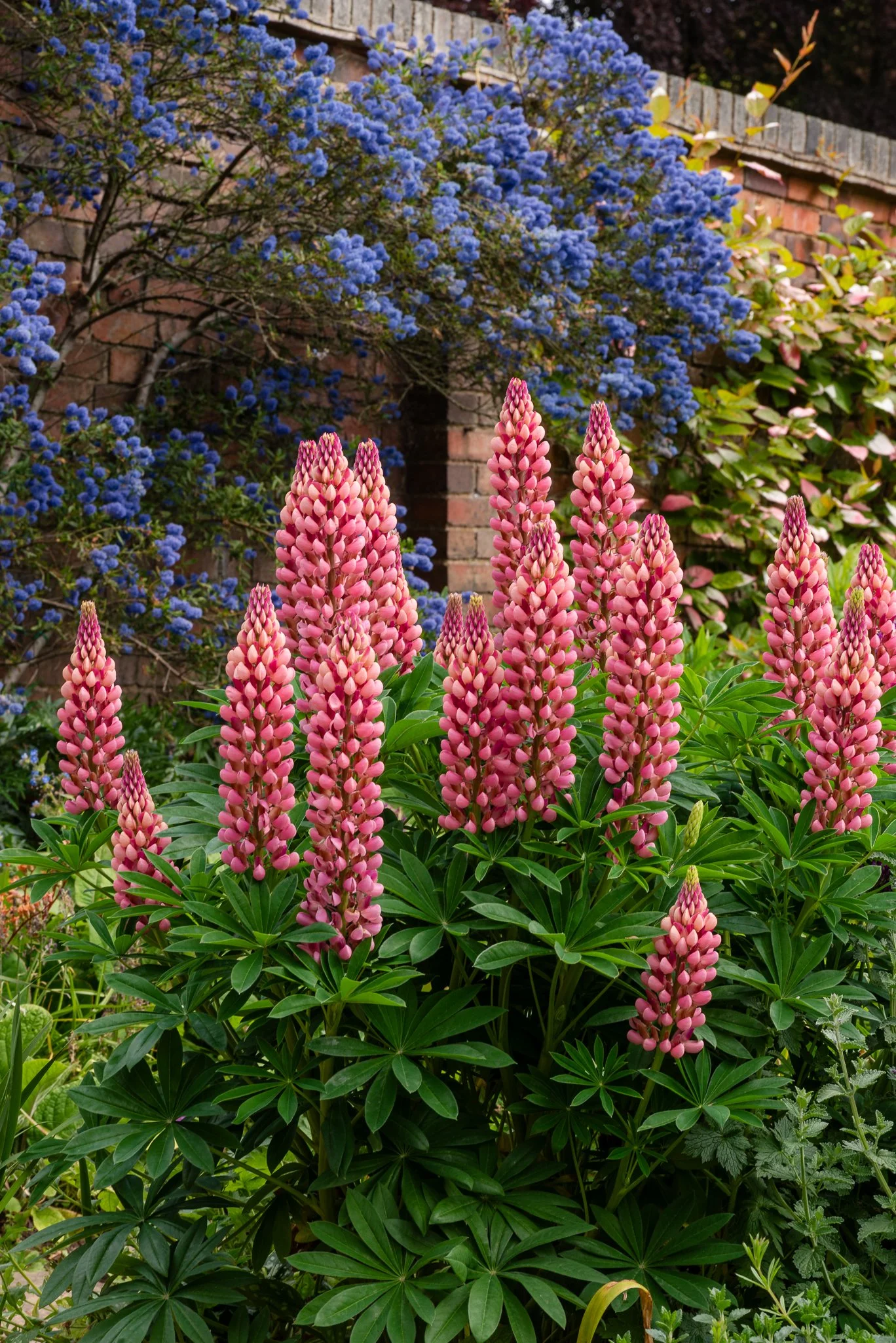 Plants-8.jpg
