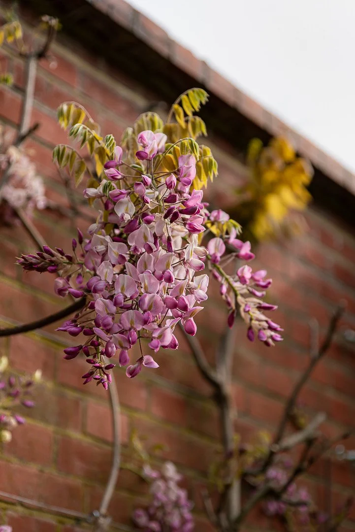 Wisteria brachyborys - 'Showa-beni'