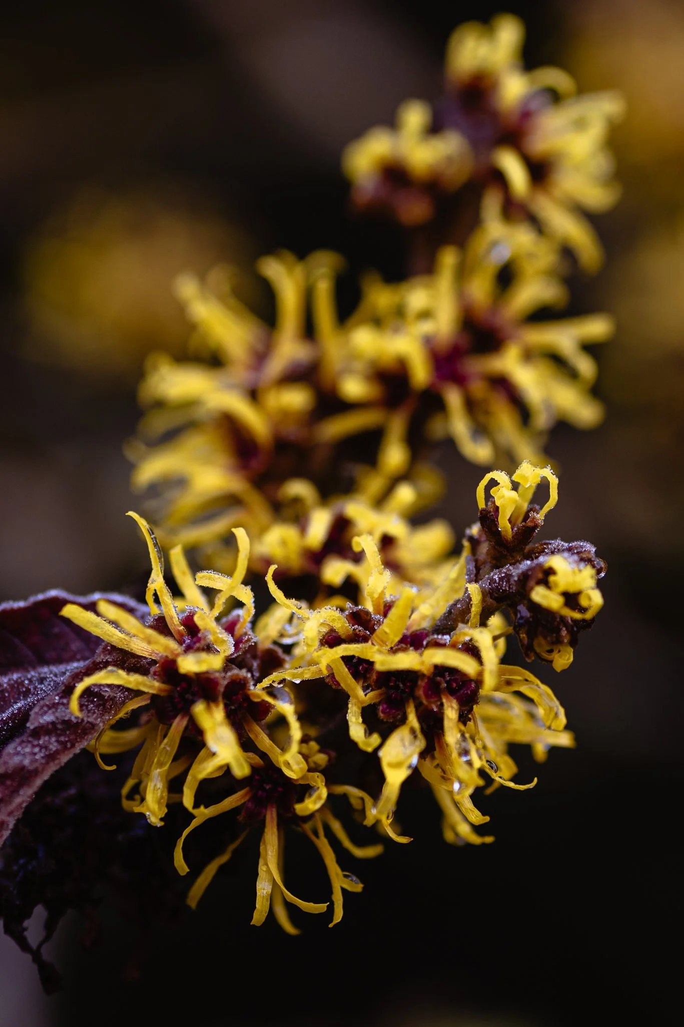Plants-32.jpg