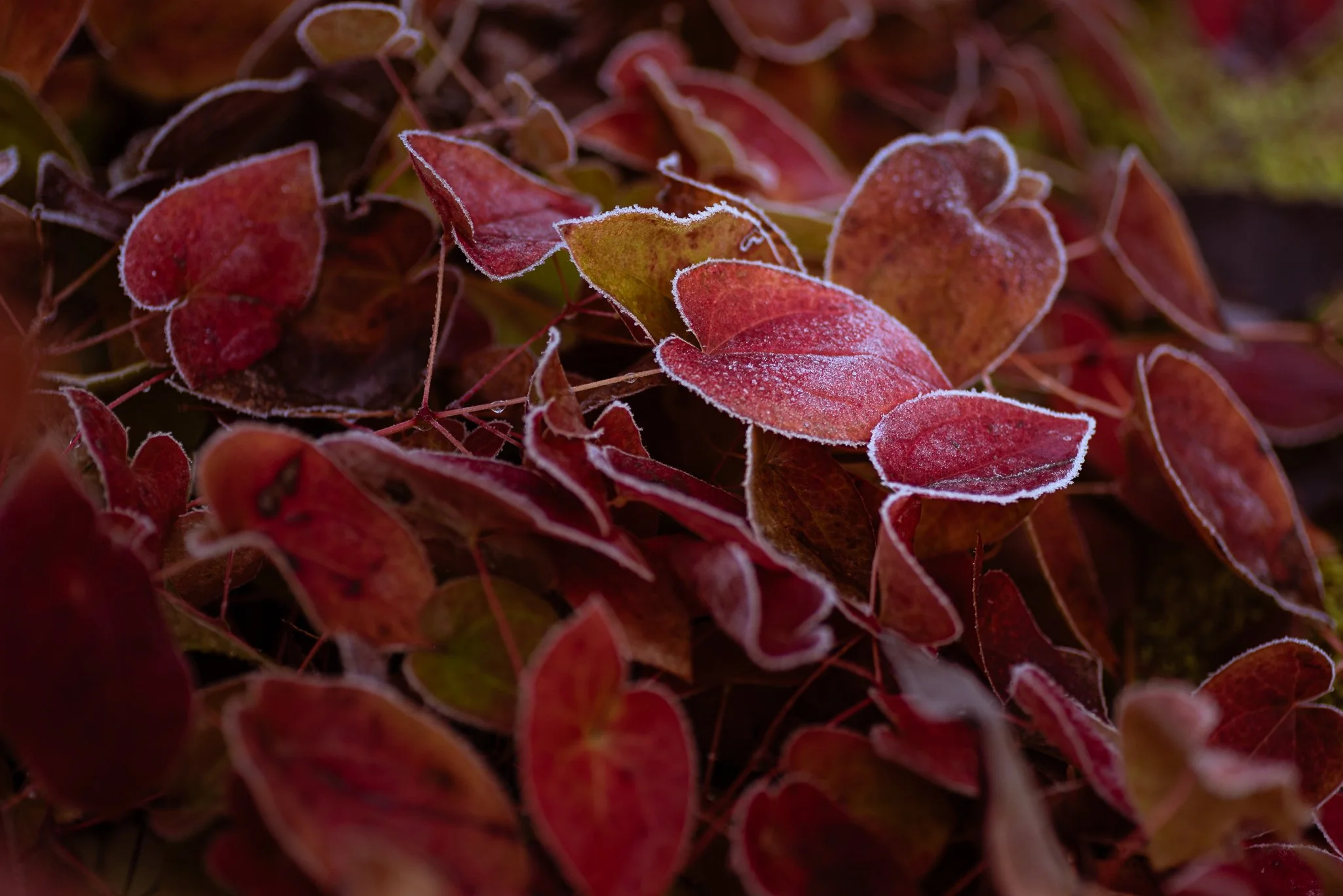 Plants-34.jpg